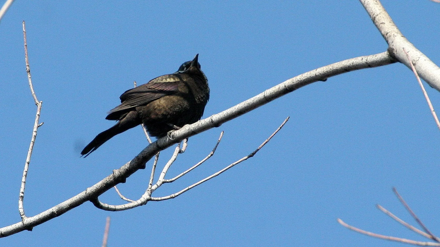 Common Grackle (Quiscalus quiscula) West Chicago Marsh Illinois (1).JPG