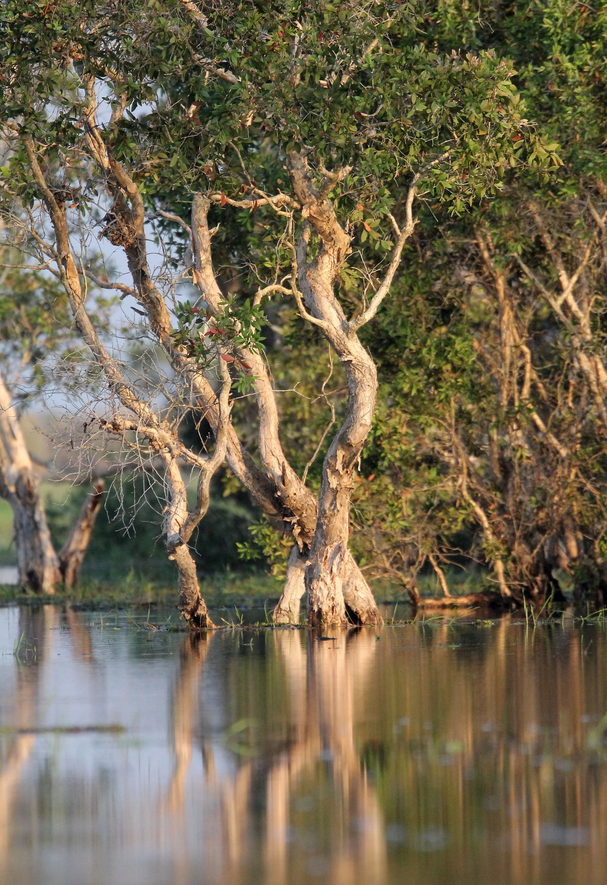 2018 Thale Noi Bird Sanctuary Patthalung (34).JPG