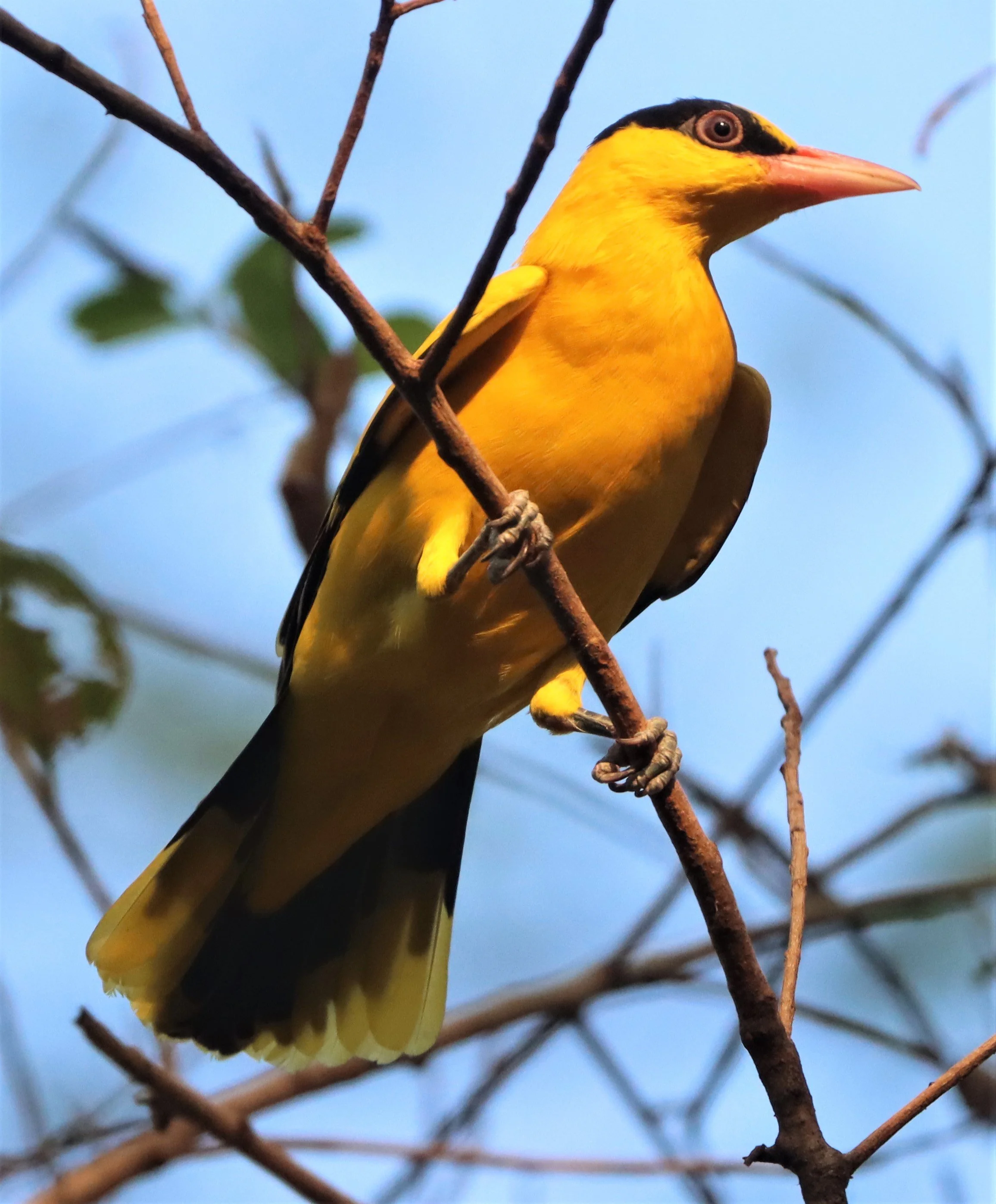 Black-napped Oriole (Oriolus chinensis) Rama 9 Park Bangkok (12).jpg