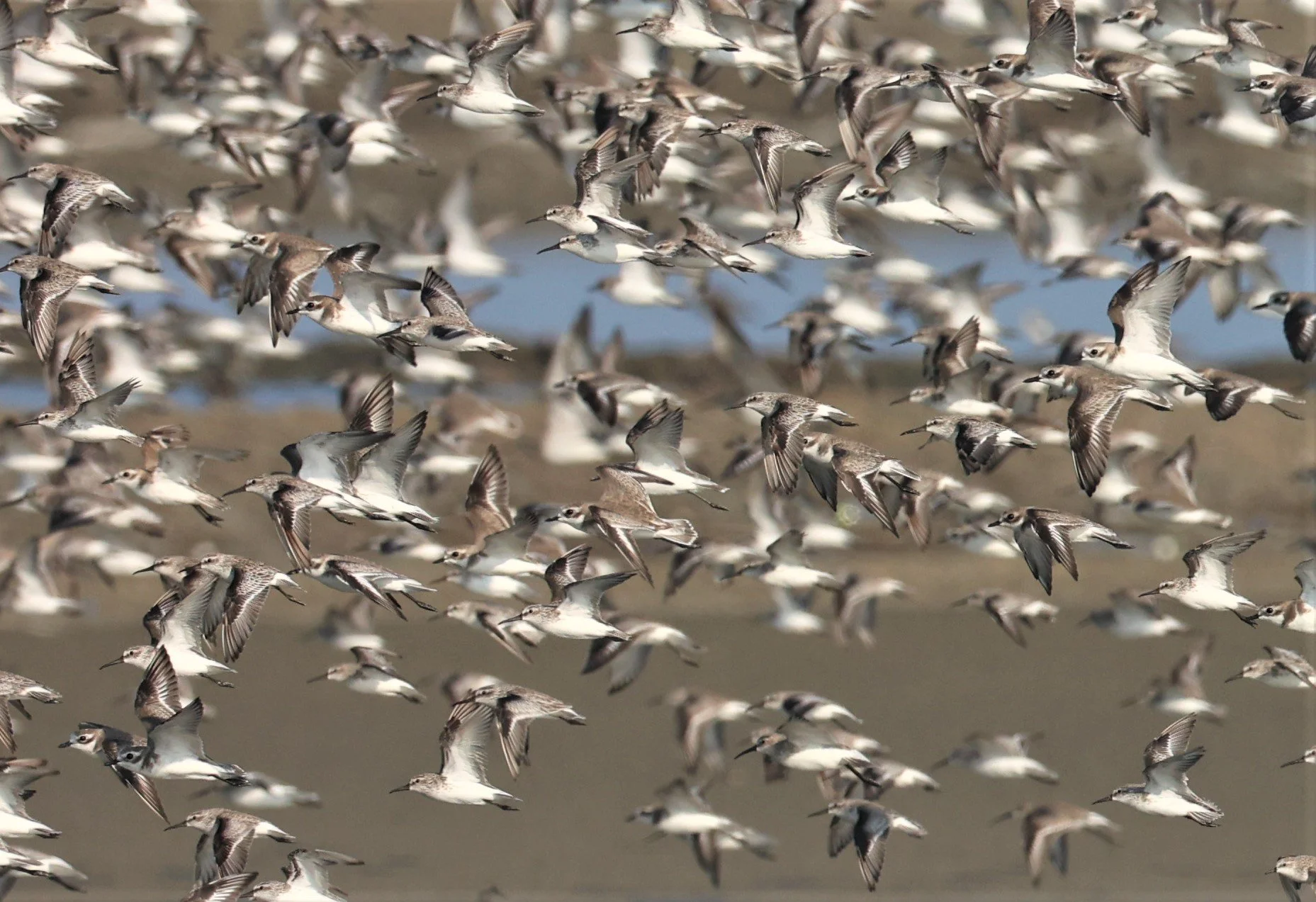PLOVER - GREATER SAND-PLOVER - Charadrius leschenaultii - LESSER SP, CURLEW, BROADBILL SP PAK THALE OCTOBER 2 (44).jpg