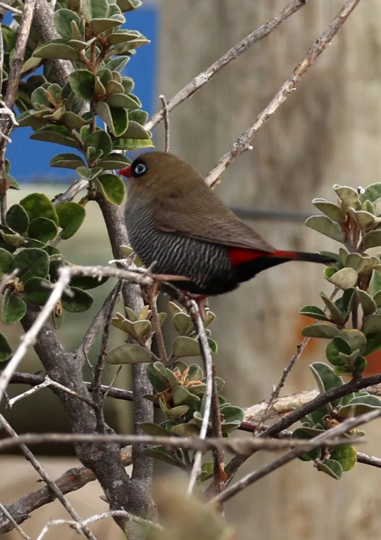 Beautiful Firetail (Stagonopleura bella) Blow Hole, Tasman Arch - Tasmania (2).jpg