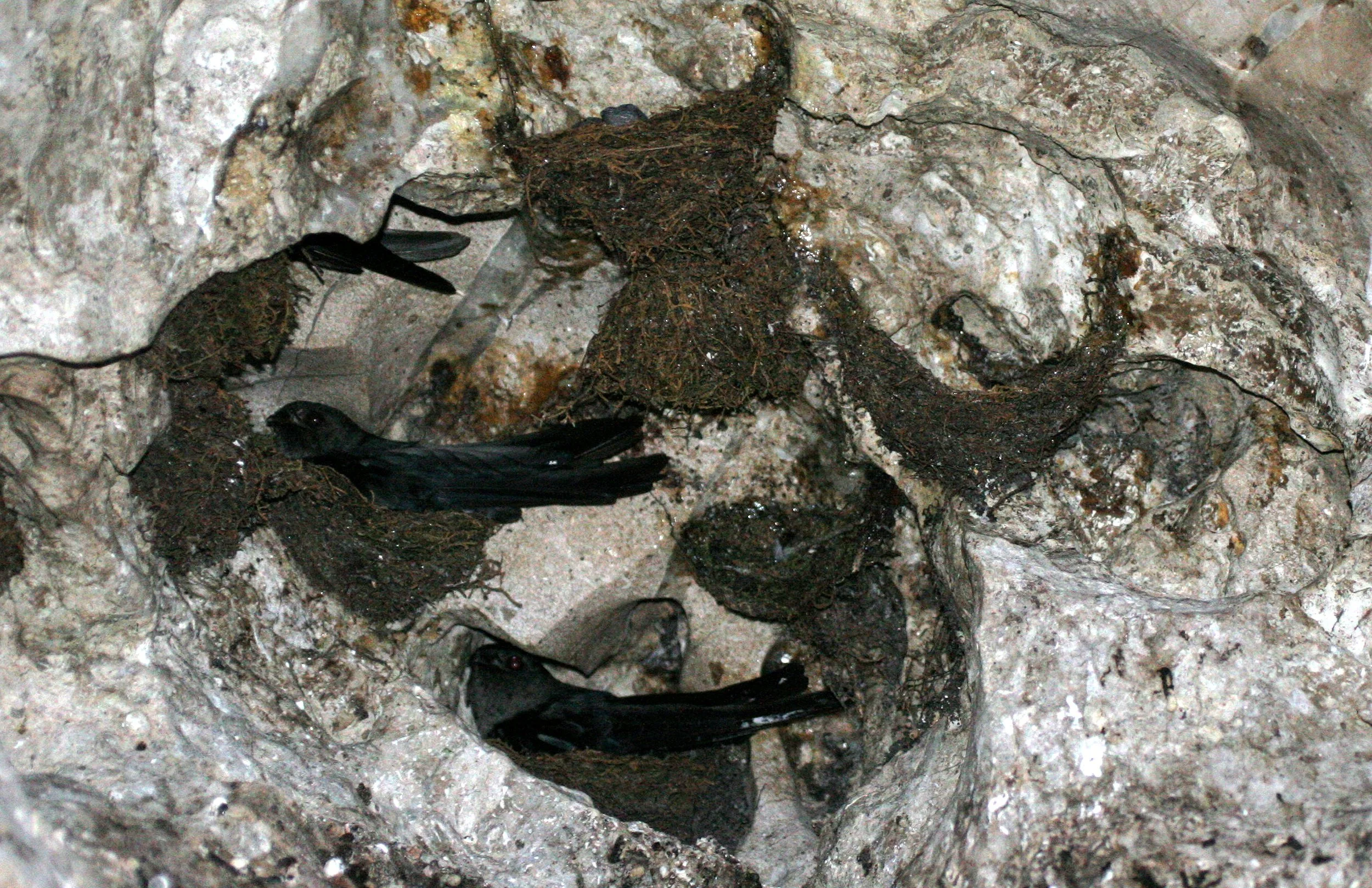 Black-nest Swiftlet (Collocalia maxima) Gamontong Caves Borneo (6).JPG