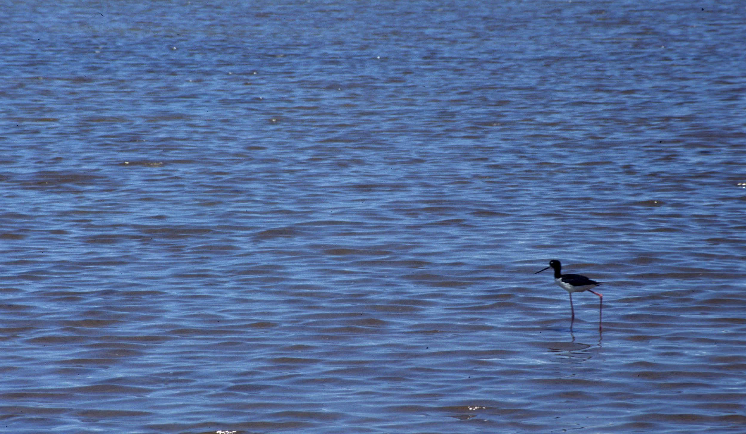 BIRD - BLACK-NECKED STILT - HIMANTOPUS MEXICANUS - HAWAII SUBSPECIES.jpg