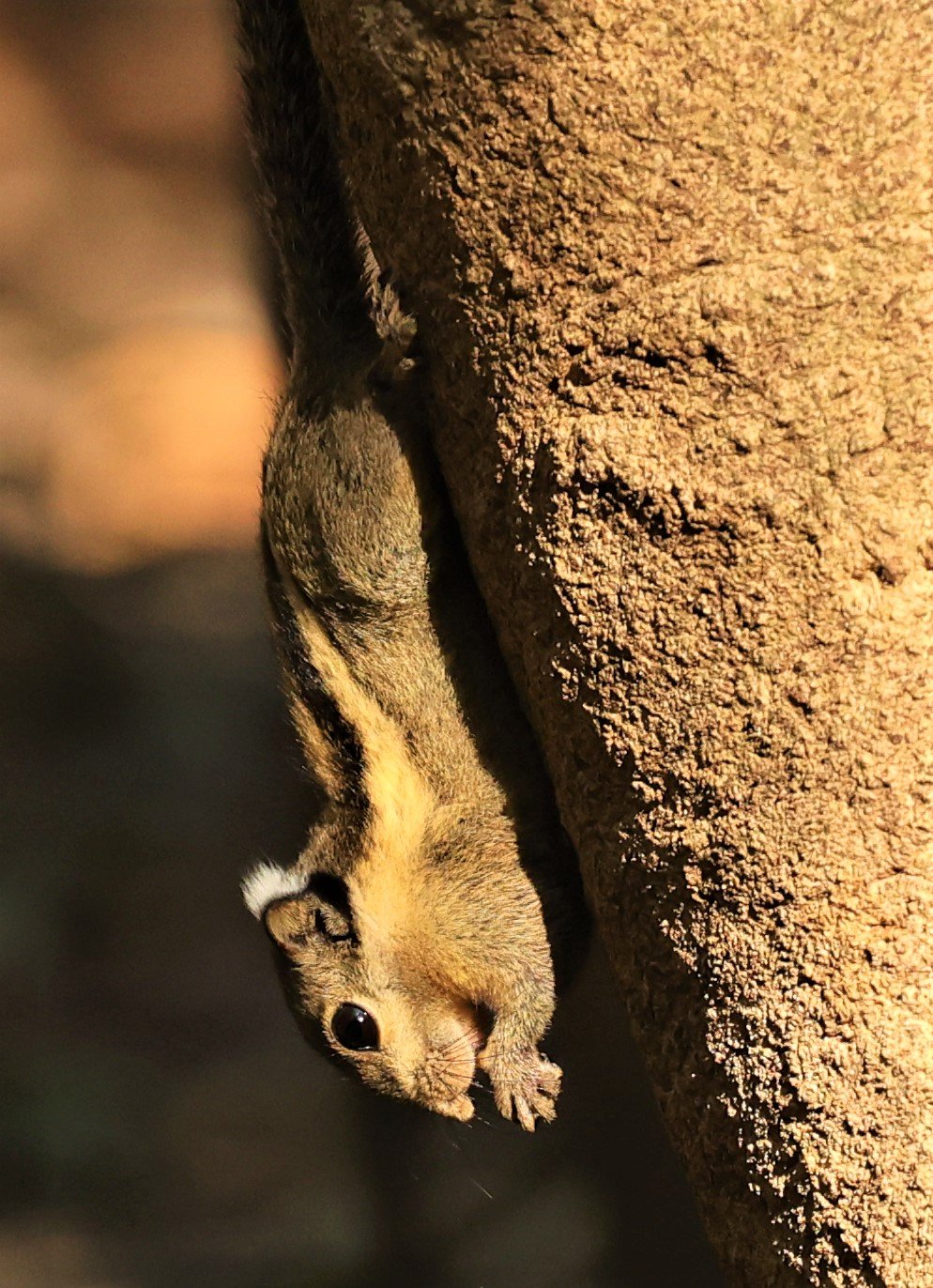 Tamiops mcclellandii - WESTERN STRIPED SQUIRREL - LUNG SIN HIDE NEAR KAENG KRACHAN FEB 2022 (1).jpg