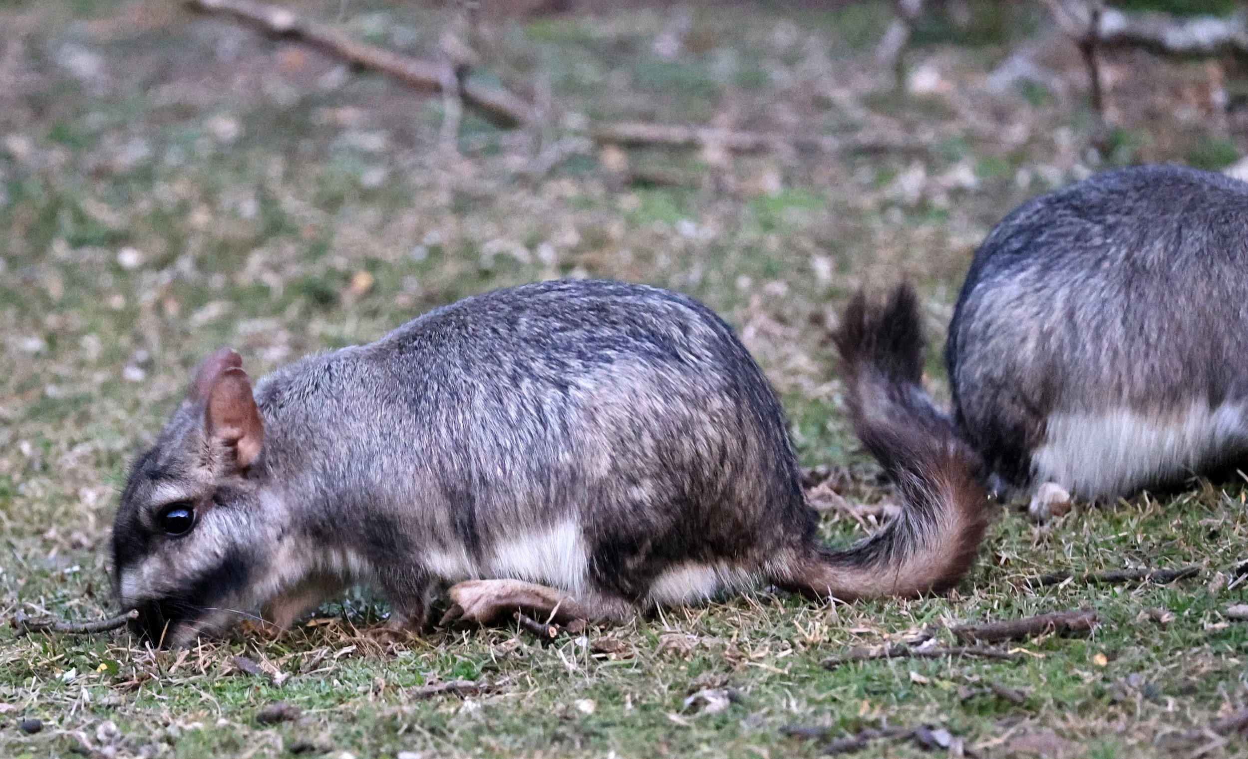 Plains Vizcacha (Lagostomus maximus) El Palmar National Park, Entre Rios, Argentina (2).jpg