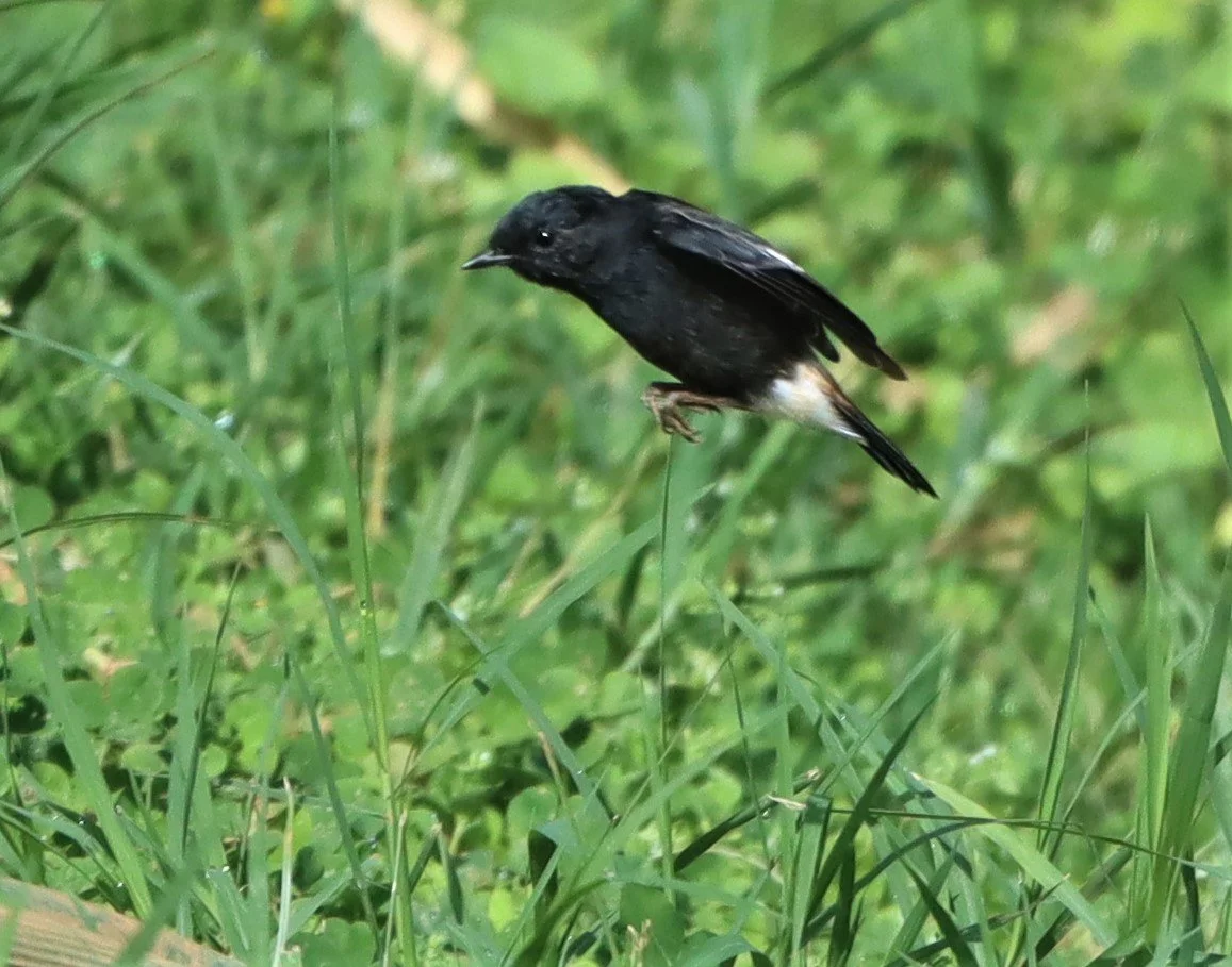 BUSH CHAT - PIED BUSH CHAT - Saxicola caprata - DOI ANG KANG CHIANG MAI (15).jpg