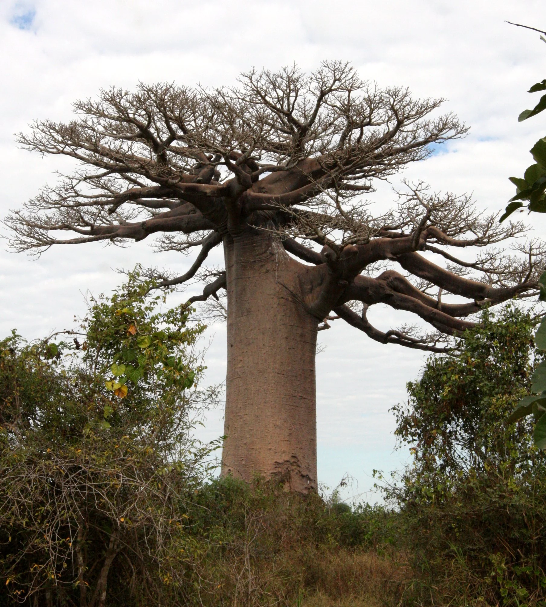 PLANT - BAOBAB - ADANSONIA GRANDIDIERI - MORONDAVA MADAGASCAR - SCENES WITH THE BAOBABS - ADANSONIA GRANDIDIERI (4).JPG