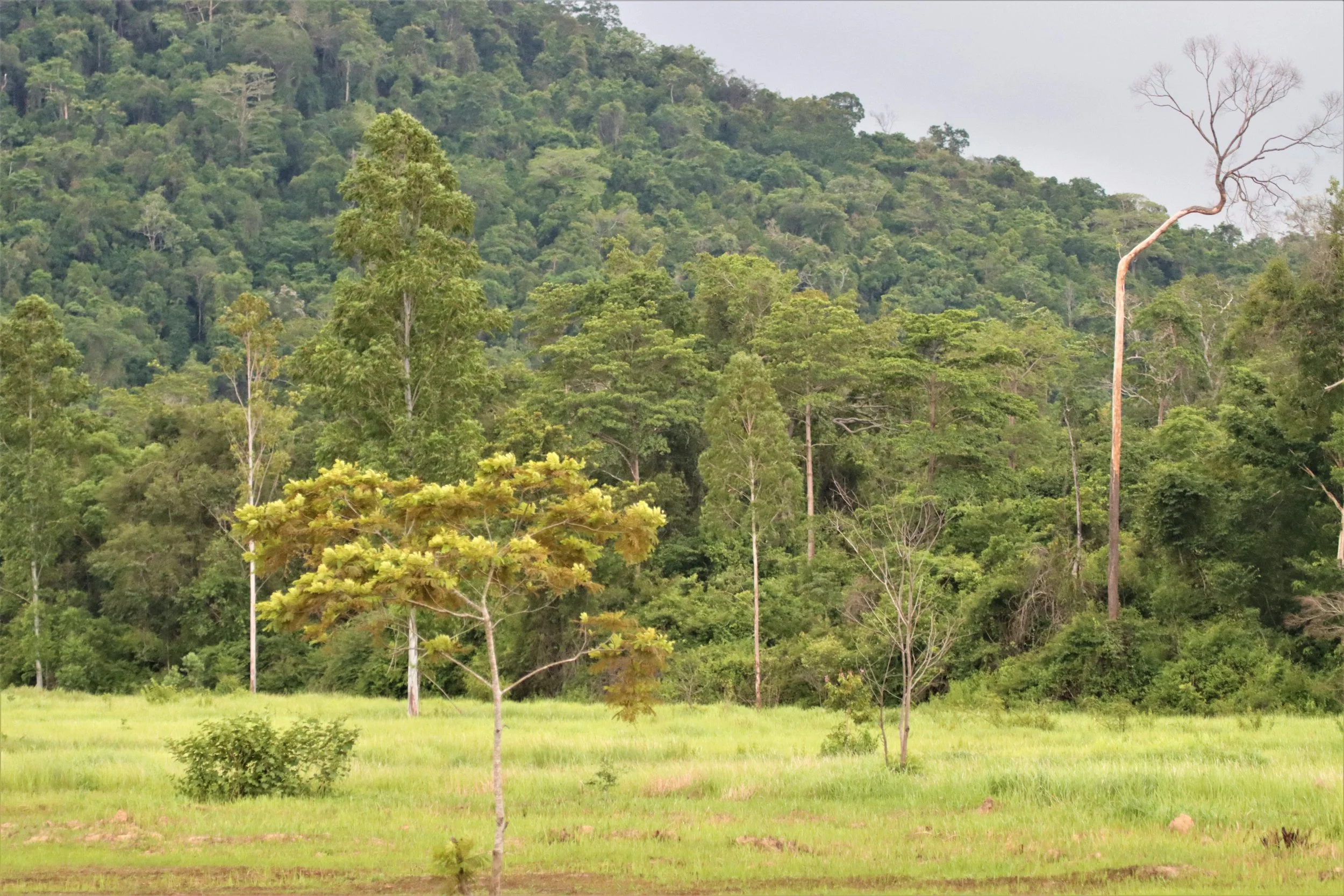 The grasslands are historical, man-made agricultural clearings that have been converted into wildlife habitats and maintained by routine burns to keep the trees from recovering the areas.
