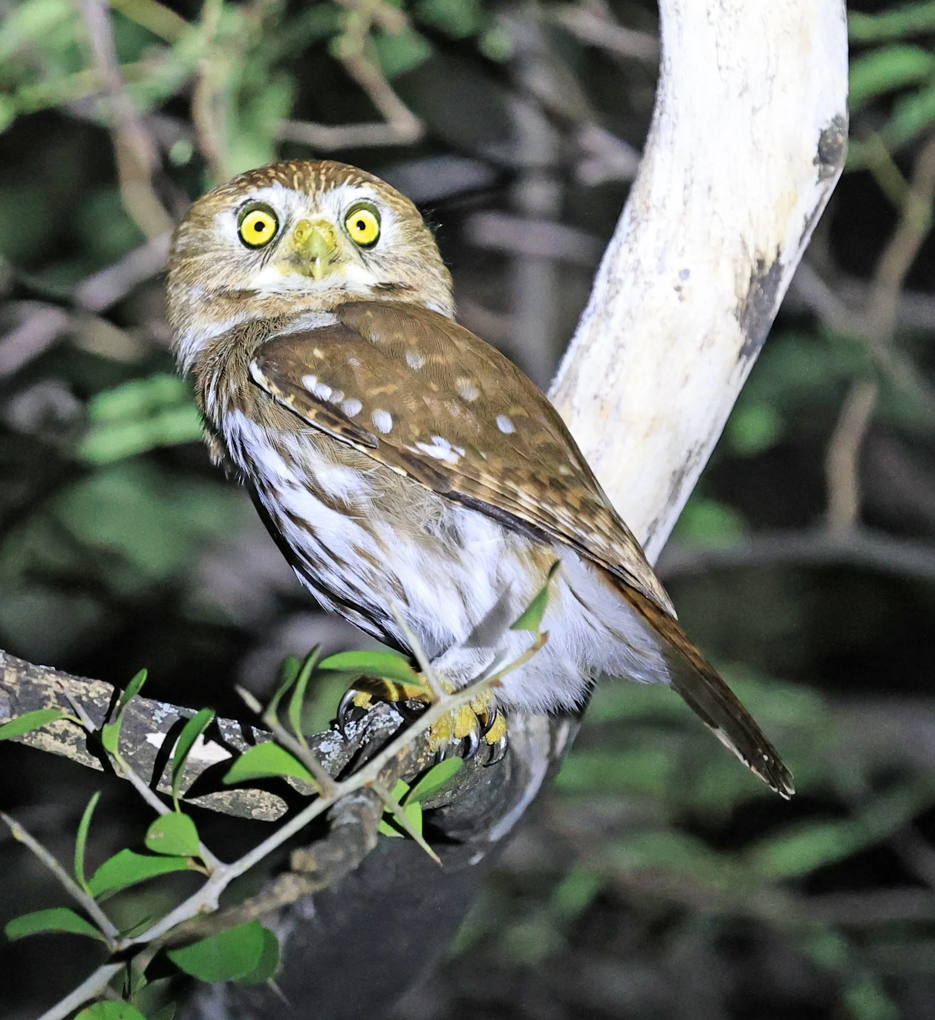 Ferruginous Pygmy-Owl (Glaucidium brasilianum) Reserva Nueland  Selva Serena (39).jpg