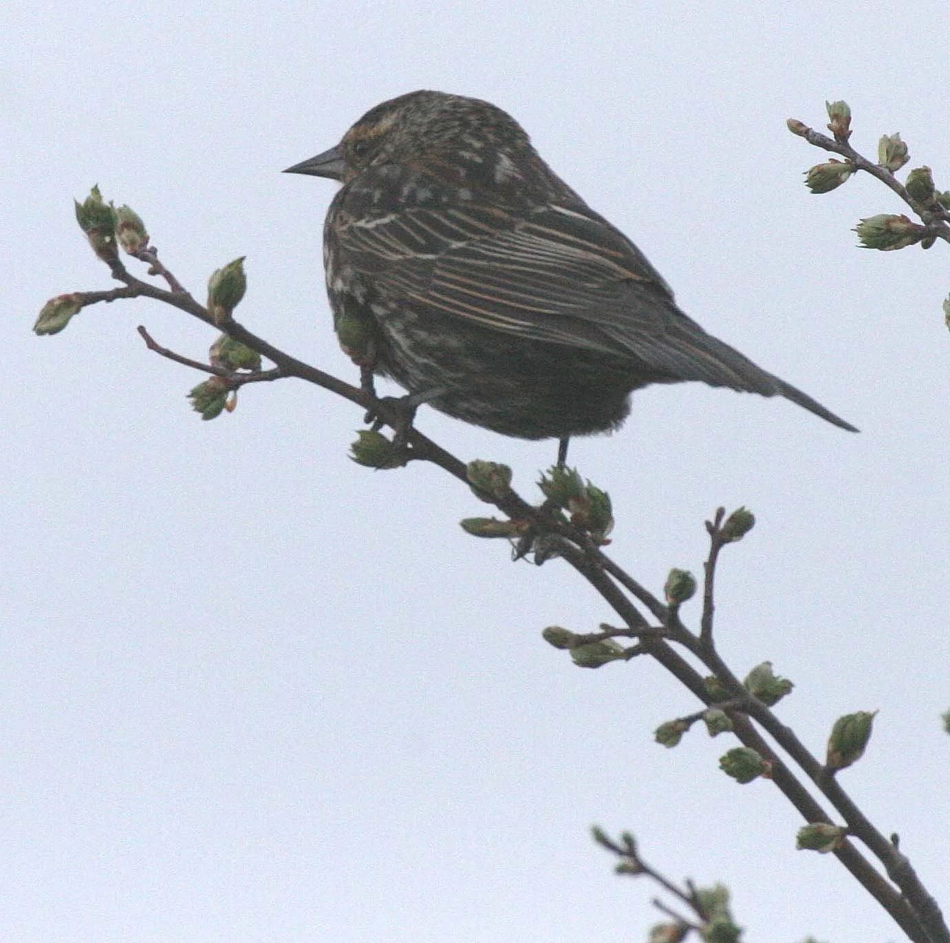 Red-winged Blackbird (Agelaius phoeniceus) Jamestown Olympic Peninsula Washington (21).JPG