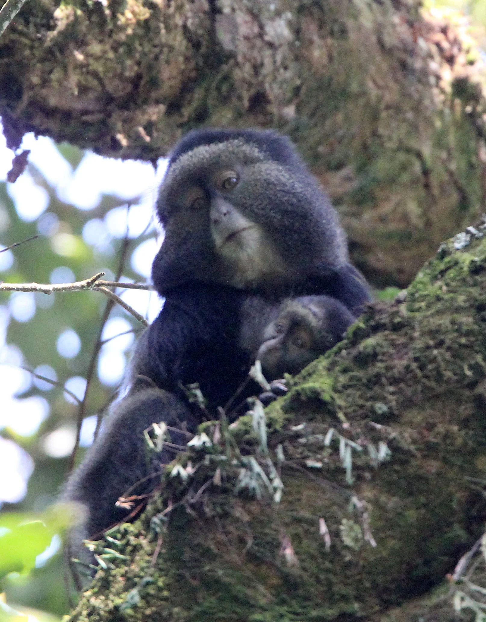 CERCOPITHECIDAE - Cercopithecus doggetti - SILVER MONKEY - NYUNGWE NATIONAL PARK RWANDA (168).JPG