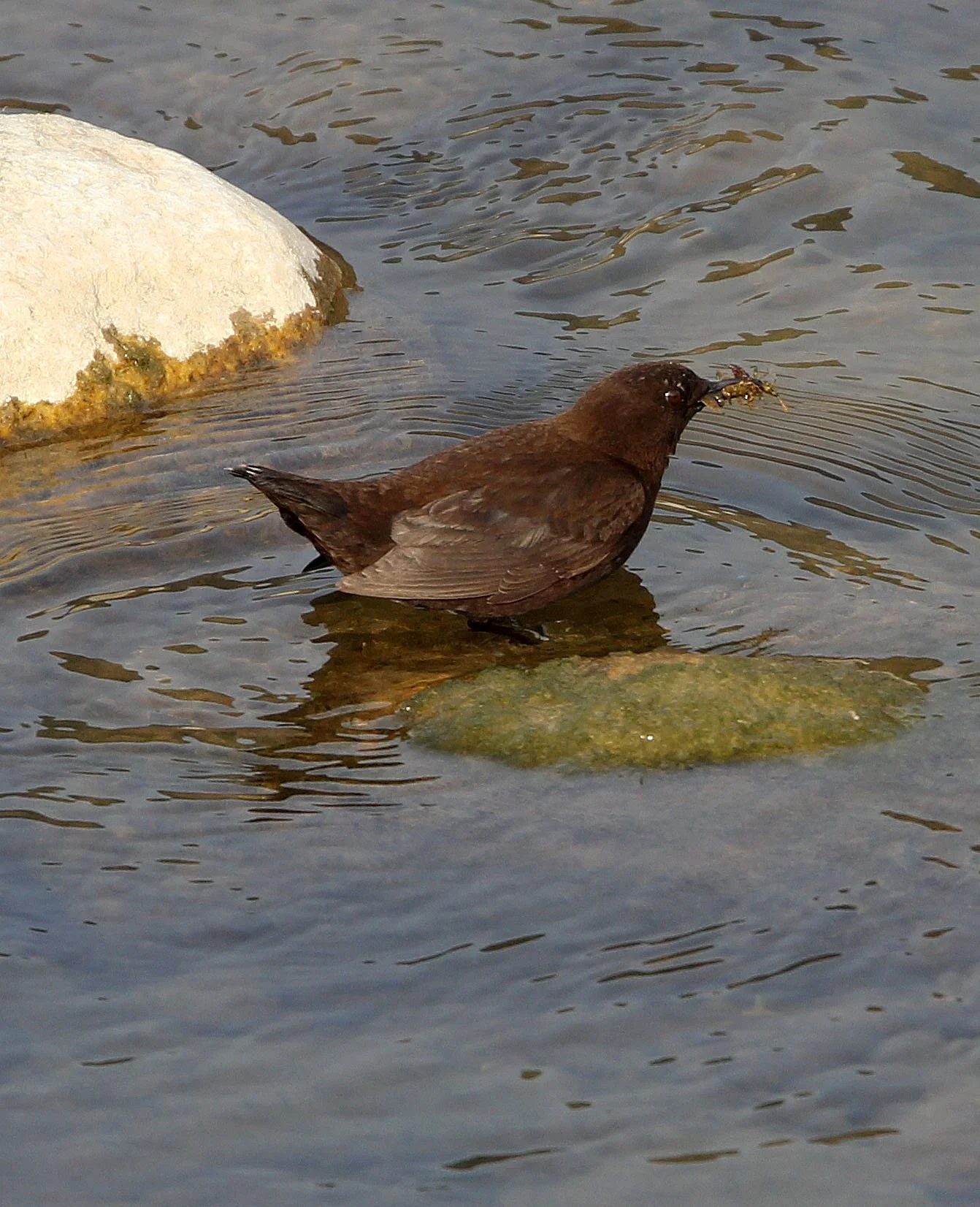 Brown dipper (Cinclus pallasii) Foping City Shaanxi China (8).JPG