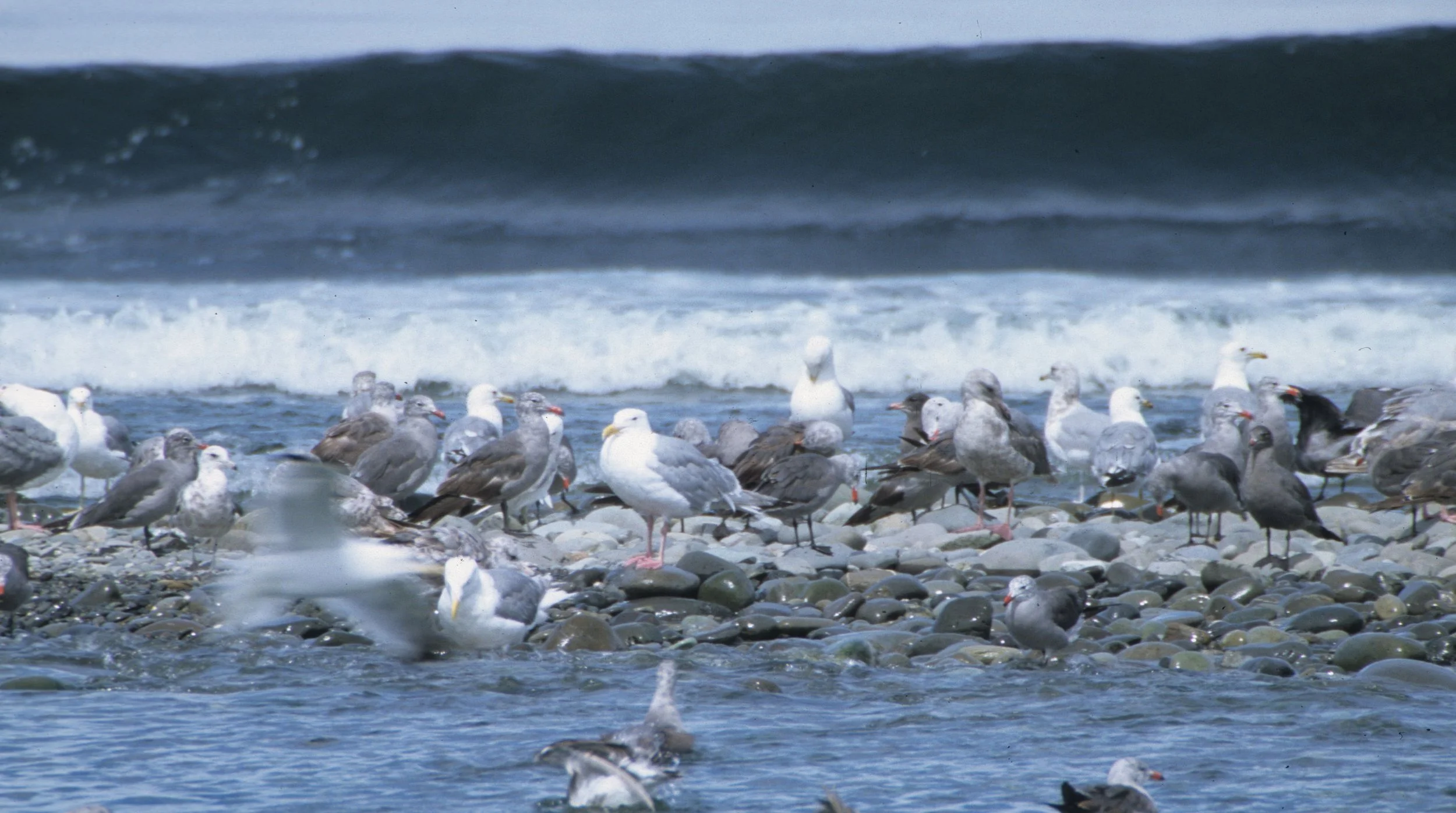 BIRD - GULL - HEERMANS - ELWHA MOUTH A.jpg