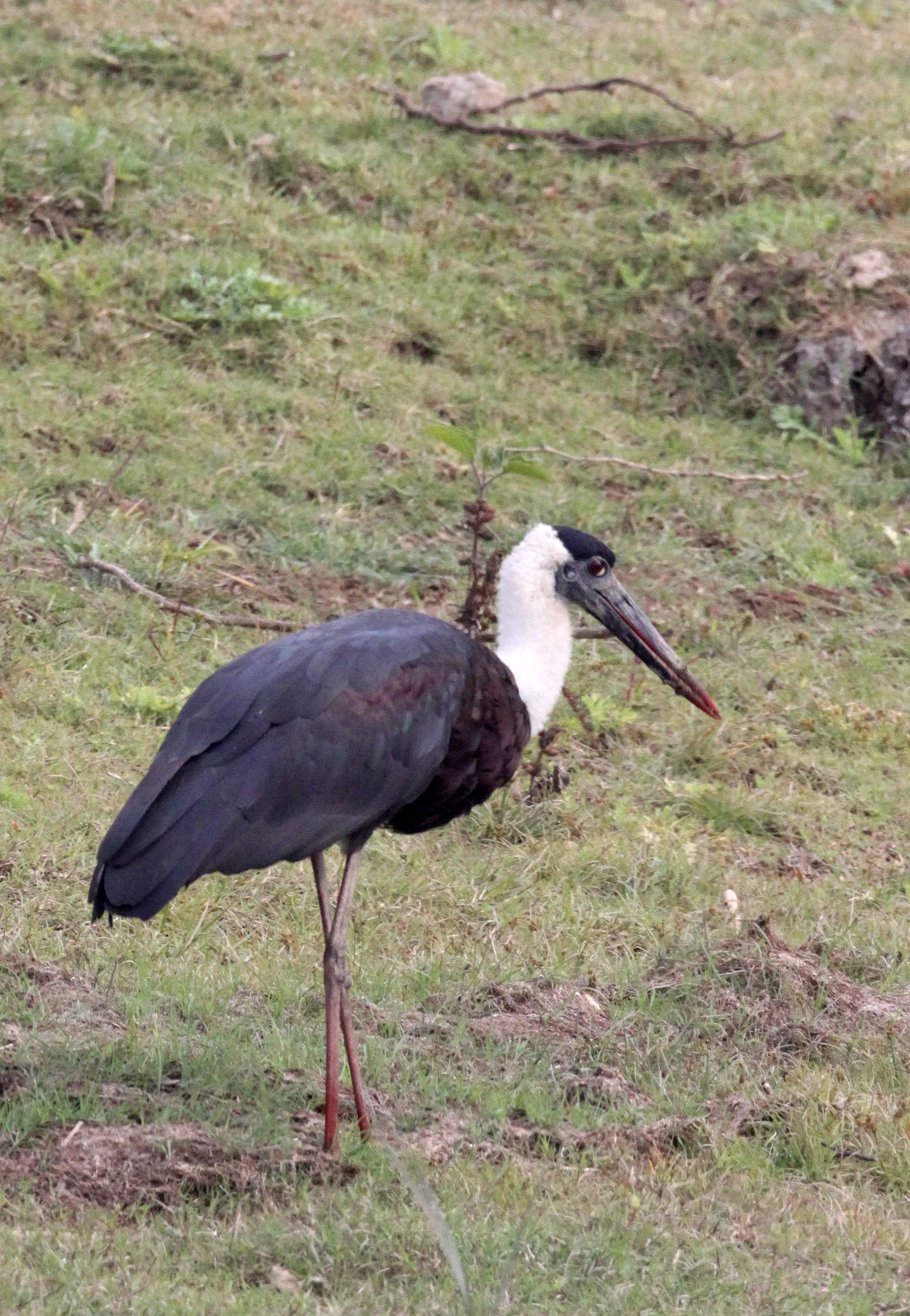 STORK - WOOLLY-NECKED STORK - Ciconia episcopus - CHAMBAL RIVER SANCTUARY INDIA (8).JPG