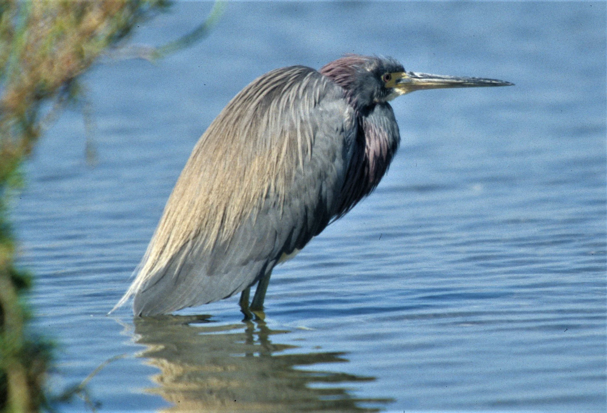 HERON - LITTLE BLUE HERON - Egretta caerulea - SAN DIEGO WETLANDS AREA - NEAR TIJUANA RIVER MOUTH (24).jpg