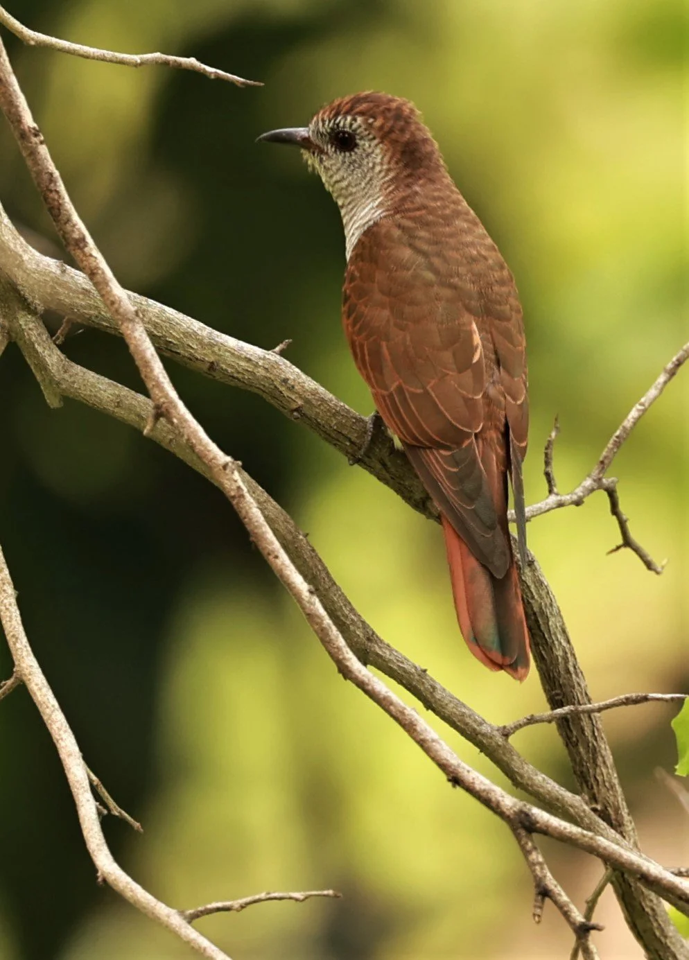 Violet Cuckoo (Chrysococcyx xanthorhynchus) Rama IX Park Bangkok (82).jpg