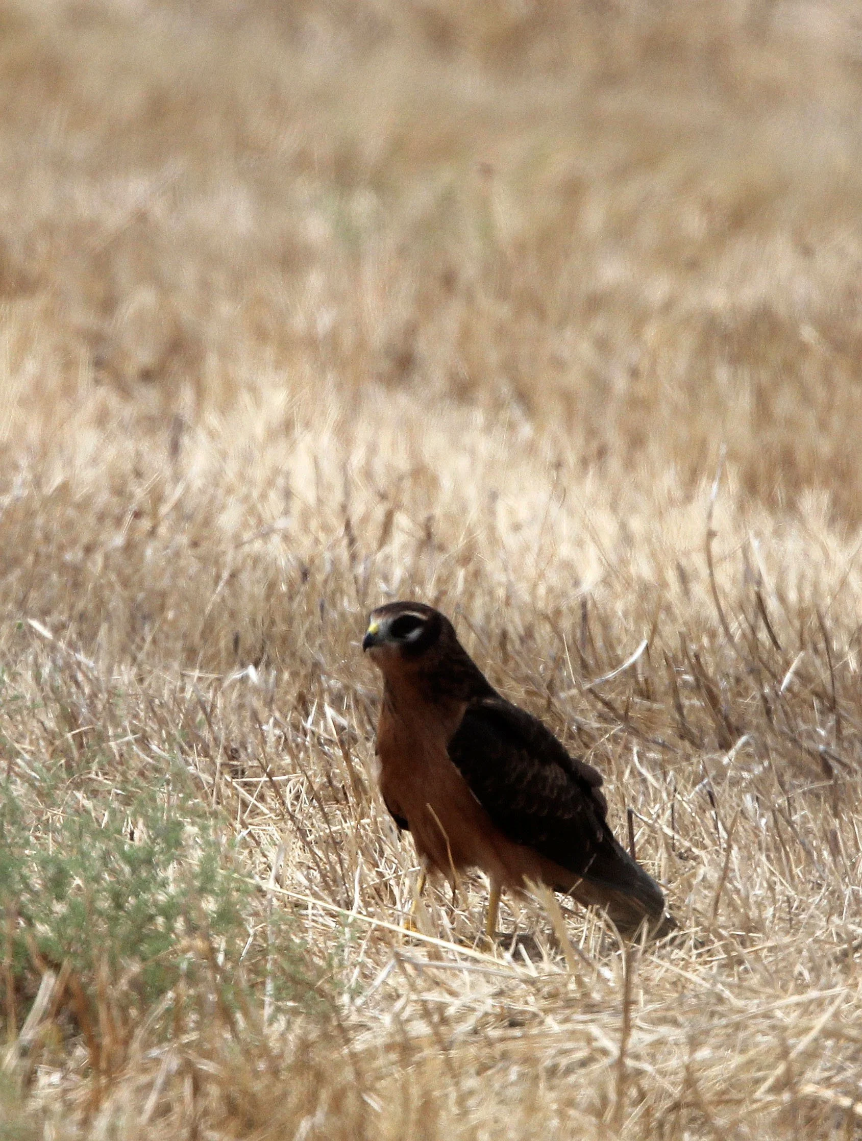 Circus pygargus - MONTAGU'S HARRIER - MALPARTIDA MIRABEL GRASSLANDS SPAIN (16).JPG