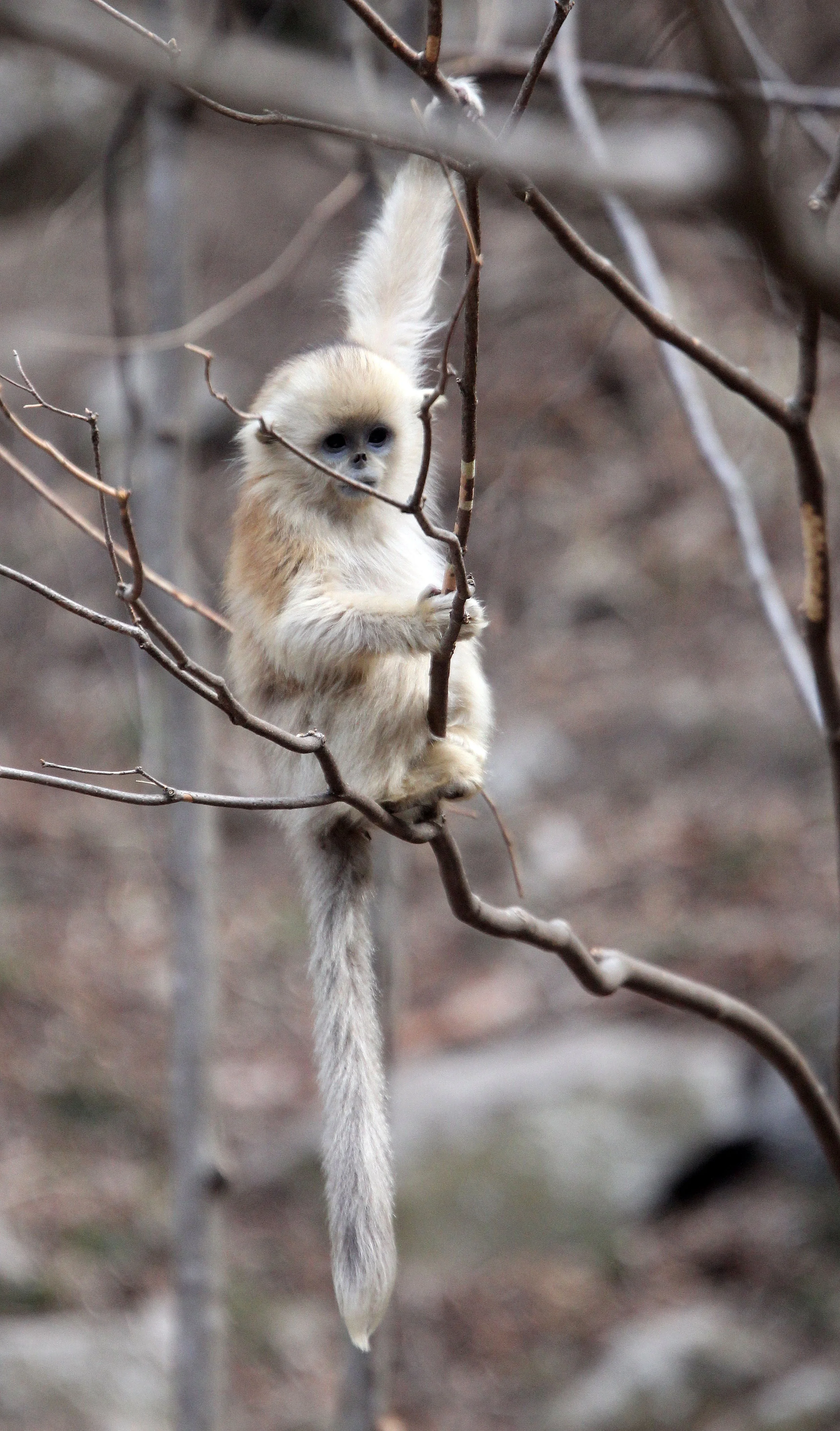 CERCOPITHECIDAE - Rhinopithecus roxellana qinlingensis - QINLING GOLDEN SNUB-NOSED MONKEY - FOPING NATURE RESERVE, SHAANXI CHINA (111).JPG