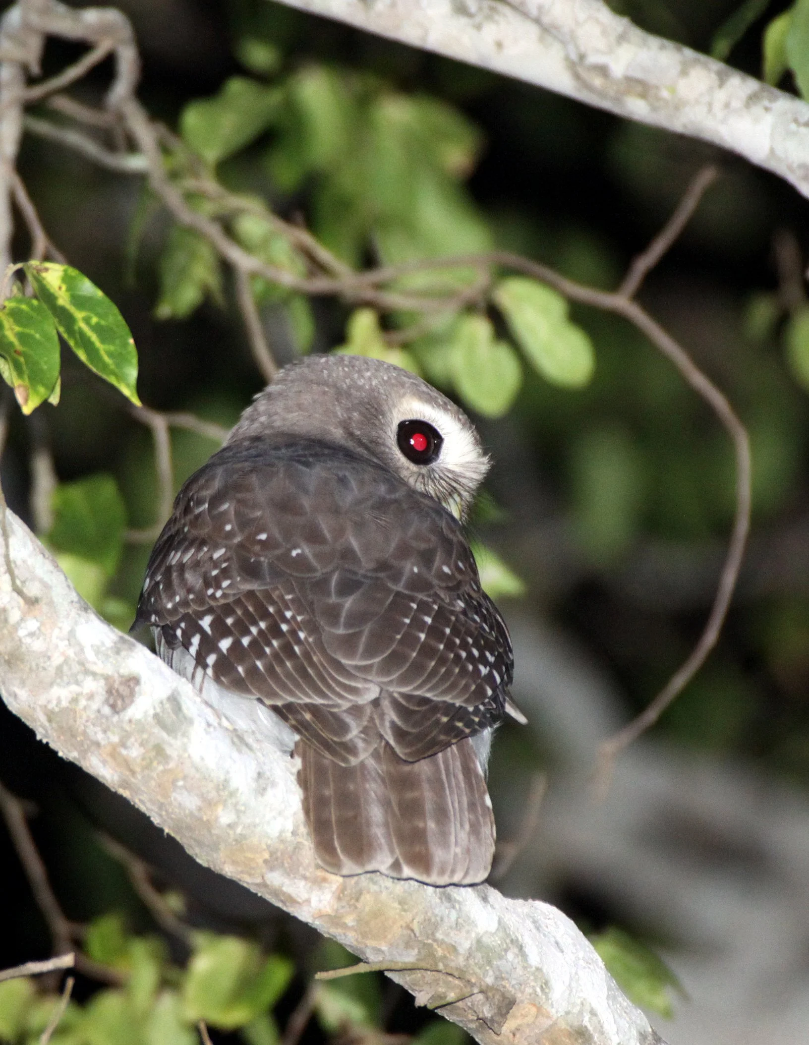 Athene superciliaris - WHITE-BROWED OWL - BERENTY RESERVE MADAGASCAR (17).JPG