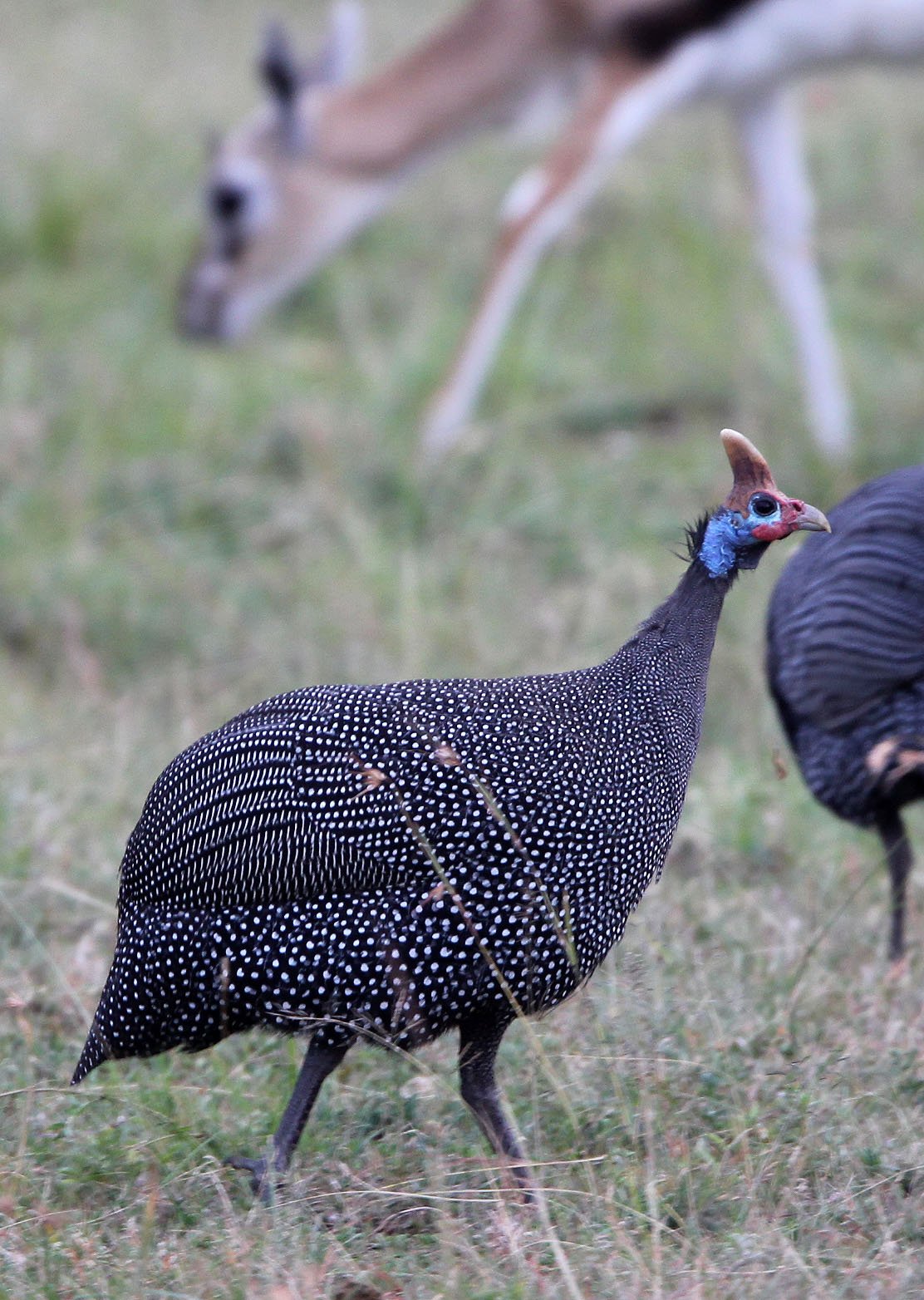 BIRD - GUINEAFOWL - HELMETED GUINEAFOWL - MASAI MARA NATIONAL PARK KENYA (2).JPG