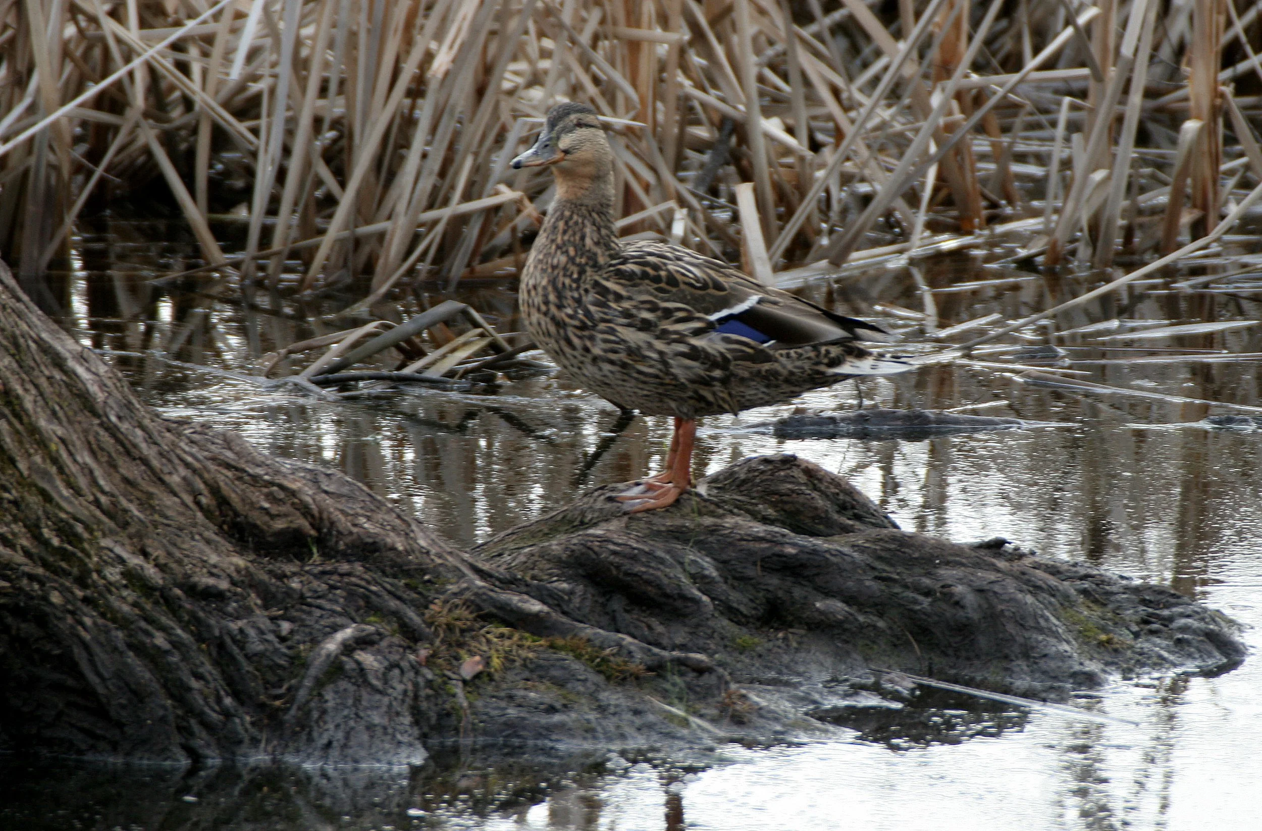 DUCK - MALLARD - Anas platyrhynchos - LINCOLN MARSH WHEATON ILLINOIS (13).JPG
