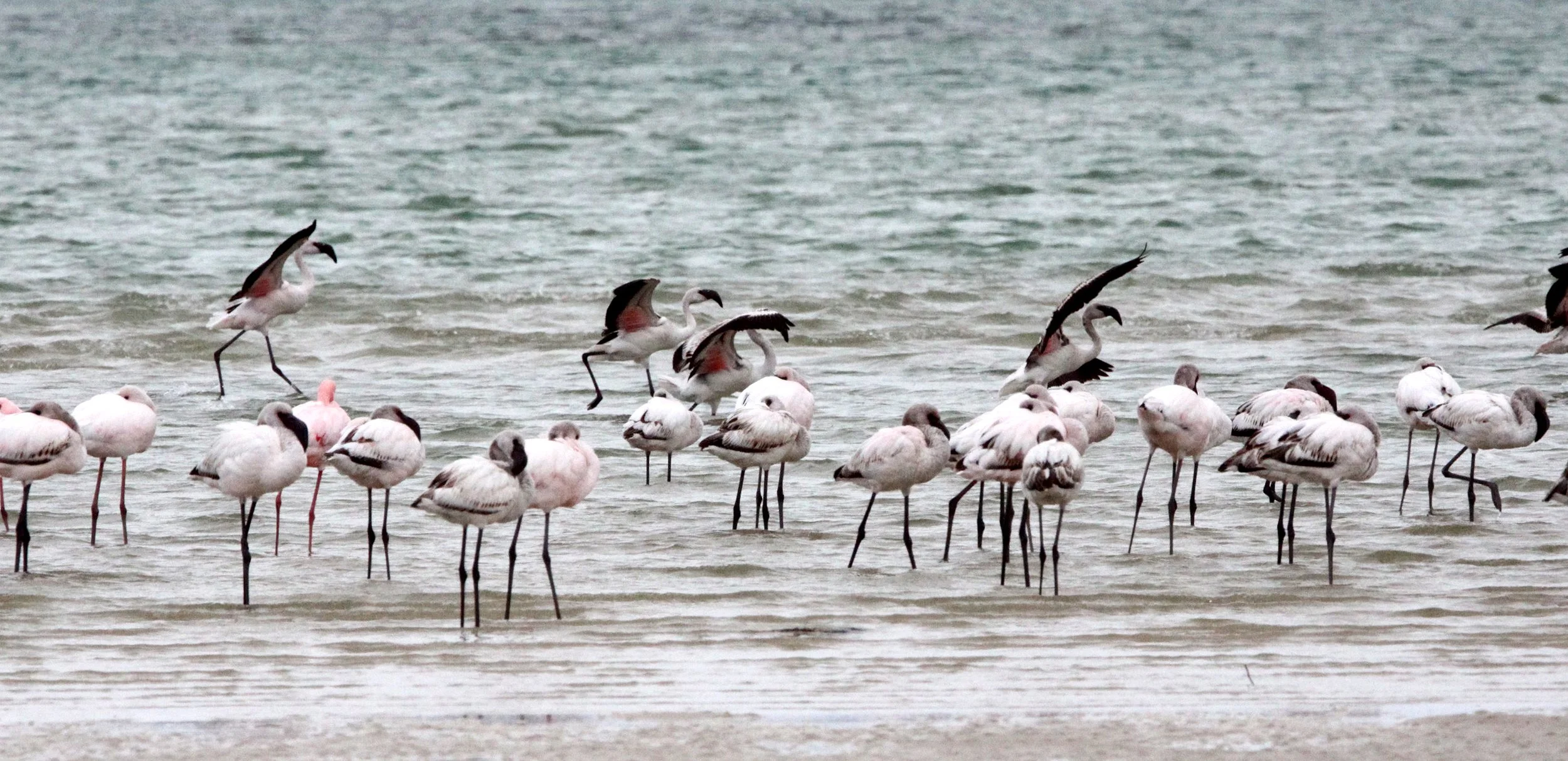 Phoeniconaias minor - Lesser Flamingo - West Coast National Park South Africa (1).JPG