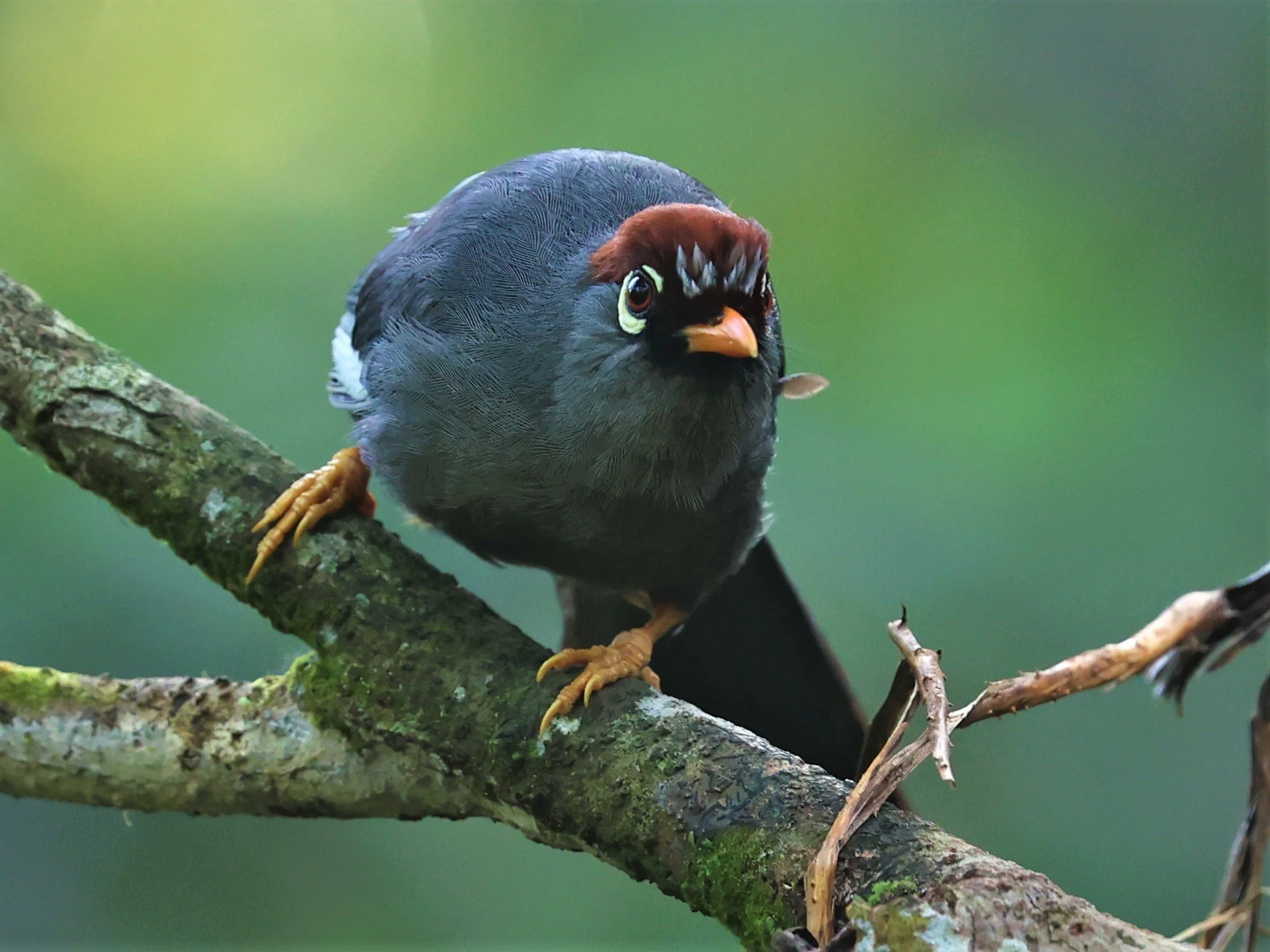 Pterorhinus mitratus - CHESTNUT-CAPPED LAUGHINGTHRUSH - FRASER'S HILL, MALAYSIA JUNE 2022 (7).jpg