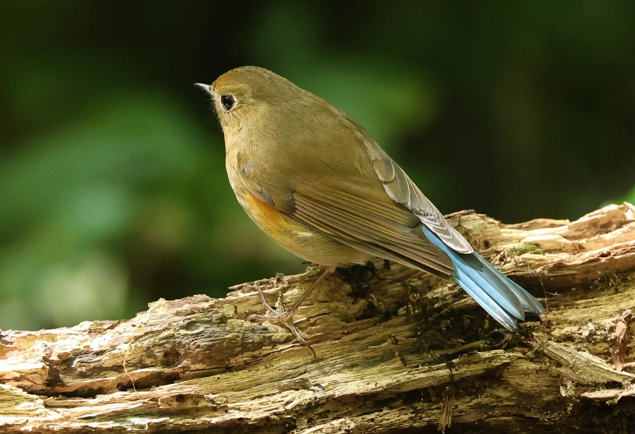 BLUETAIL - HIMALAYAN BLUETAIL - Tarsiger rufilatus - DOI PHA HOM POK NP DOI LANG EAST FEB 2022 (17).jpg