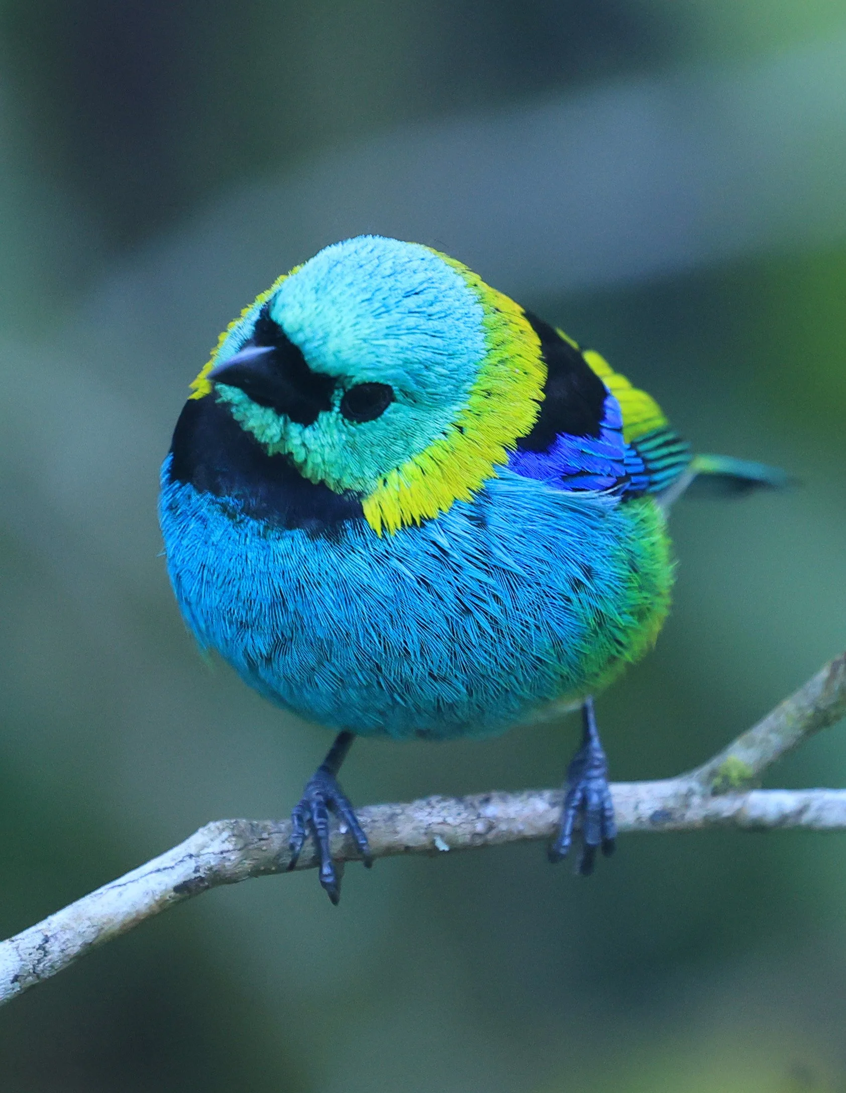 Green-headed Tanager (Tangara seledon)  Superagui National Park, Brazil (219).jpg