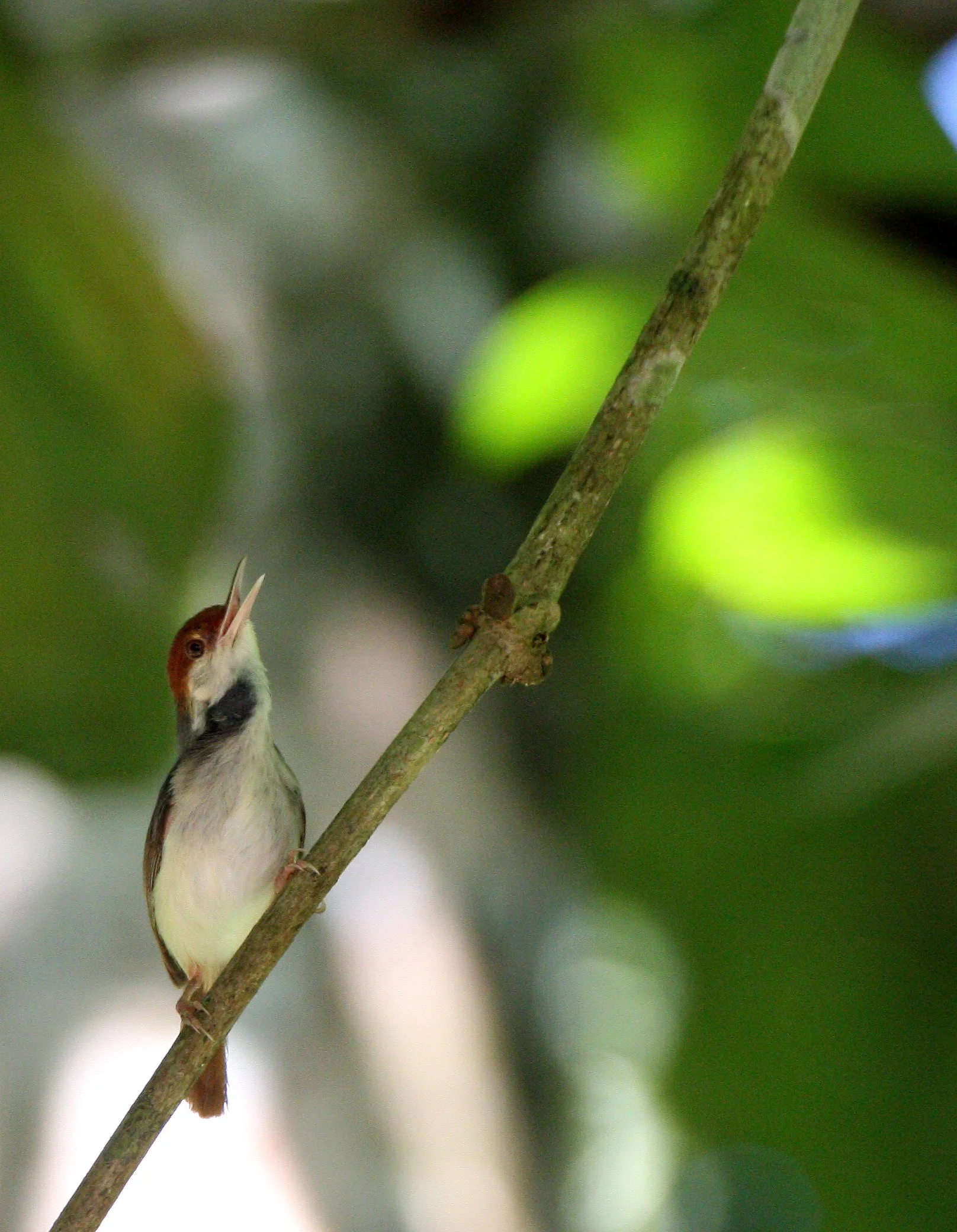 BIRD - TAILORBIRD - ASHY TAILORBIRD - SEPILOK BORNEO (2) - Copy.JPG