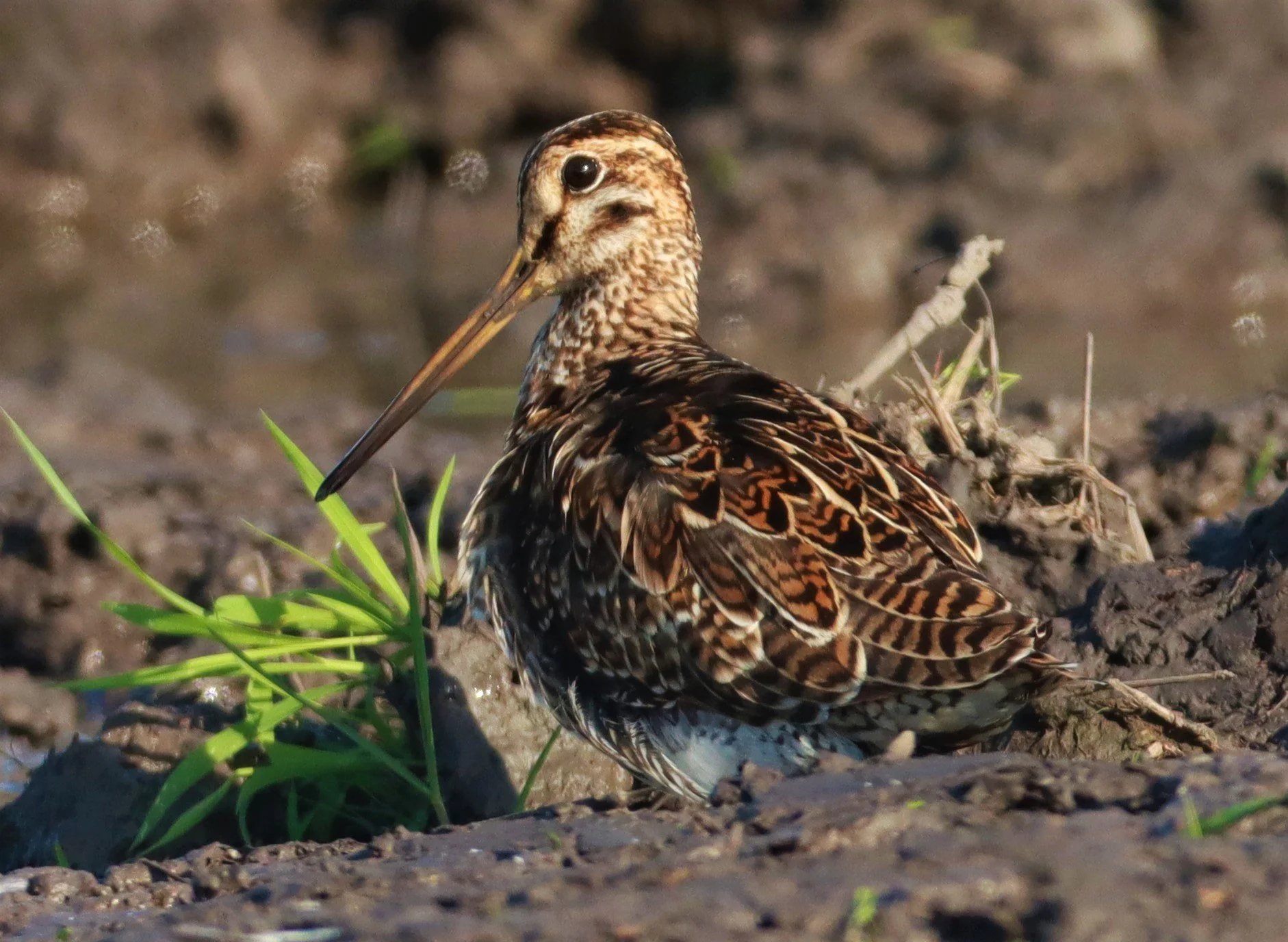 SNIPE - PINTAIL SNIPE - Gallinago stenura - PATHUM THANI RICE RESEARCH CENTER AUGUST 24 2021 (80).jpg