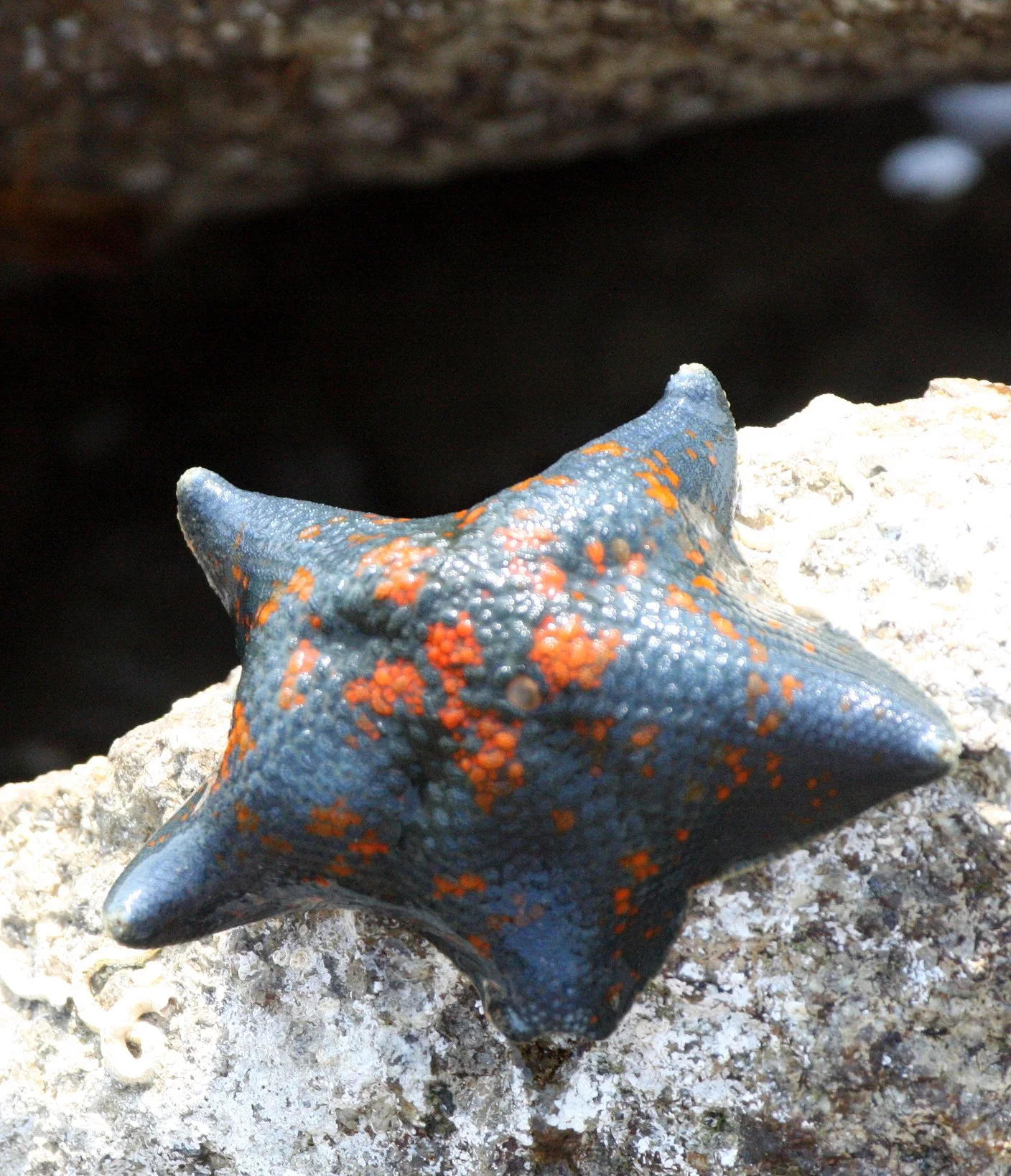 INVERT - ECHINODERM - BAT STAR - MUTSU HARBOR (3).JPG