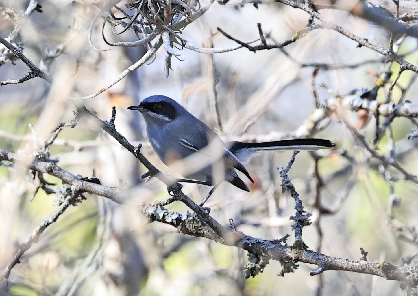 Masked Gnatcatcher (Polioptila dumicola) Reserva Natural Canada el Carmen, Paraguay  (3).jpg
