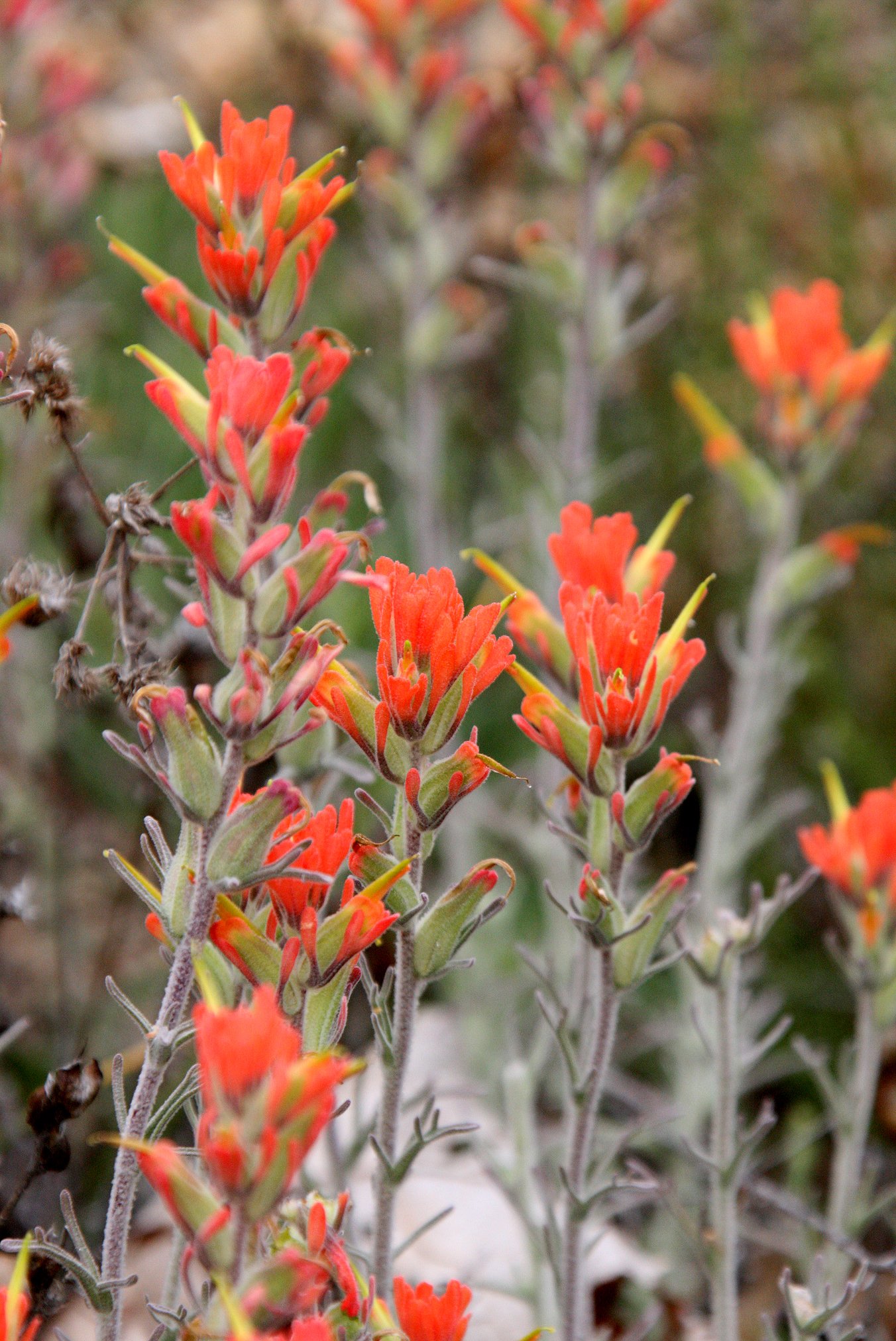 OROBANCHACEAE - CASTELLEJA FOLIOLOSA - WOOLLY INDIAN PAINTBRUSH - PINNACLES NATIONAL MONUMENT CALIFORNIA.JPG