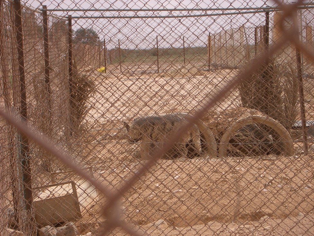 SHAUMARI CAPTIVE BREEDING CENTER (18).JPG