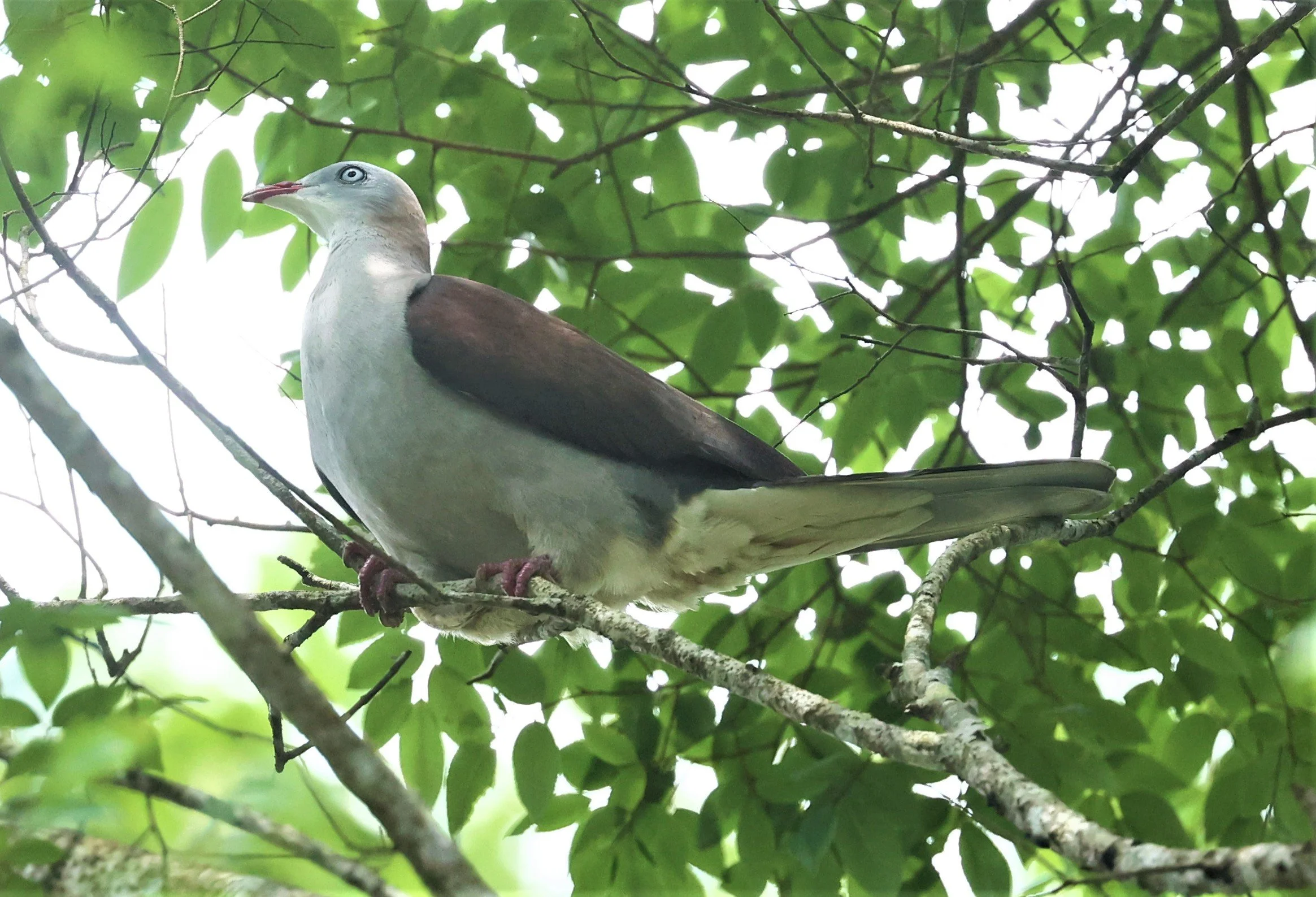 Mountain Imperial-Pigeon (Ducula badia) KhaoYai NP Thailand (15).jpg