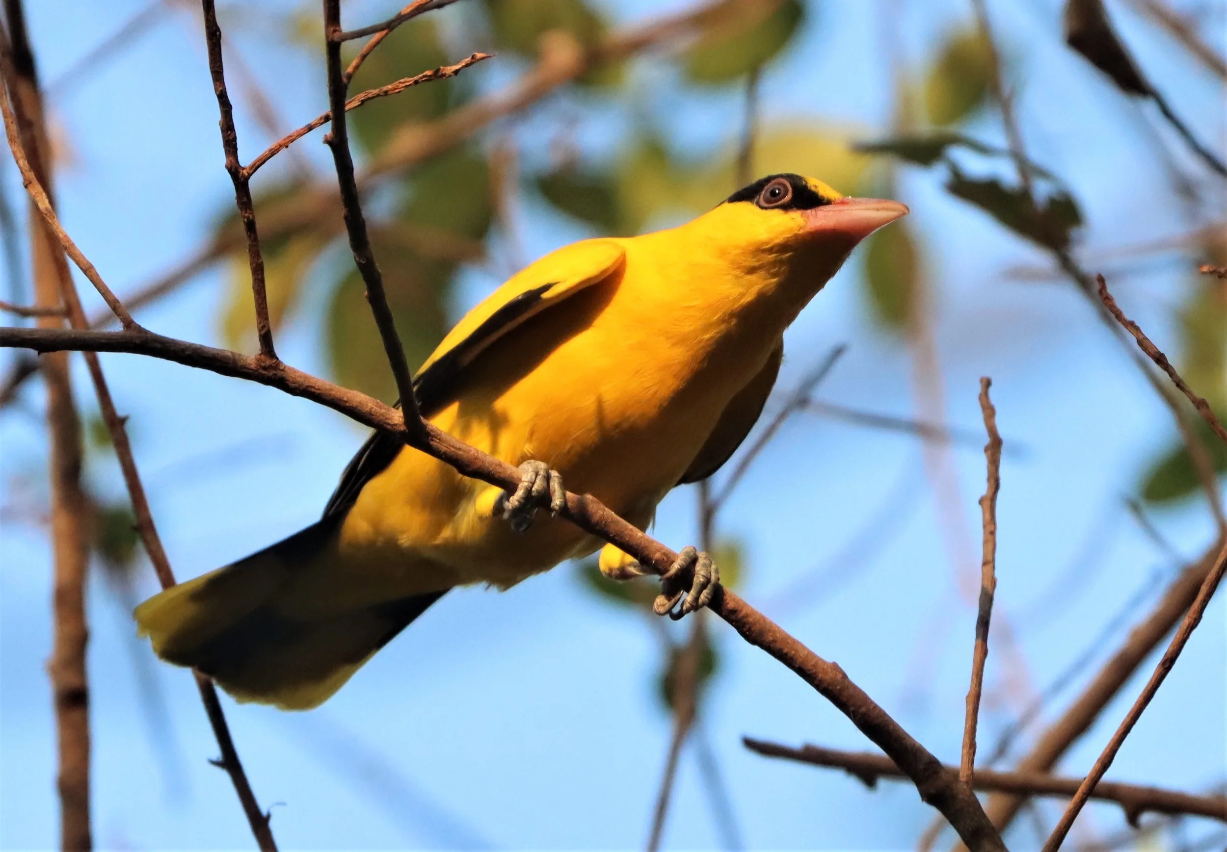 Black-napped Oriole (Oriolus chinensis) Rama 9 Park Bangkok (32).jpg