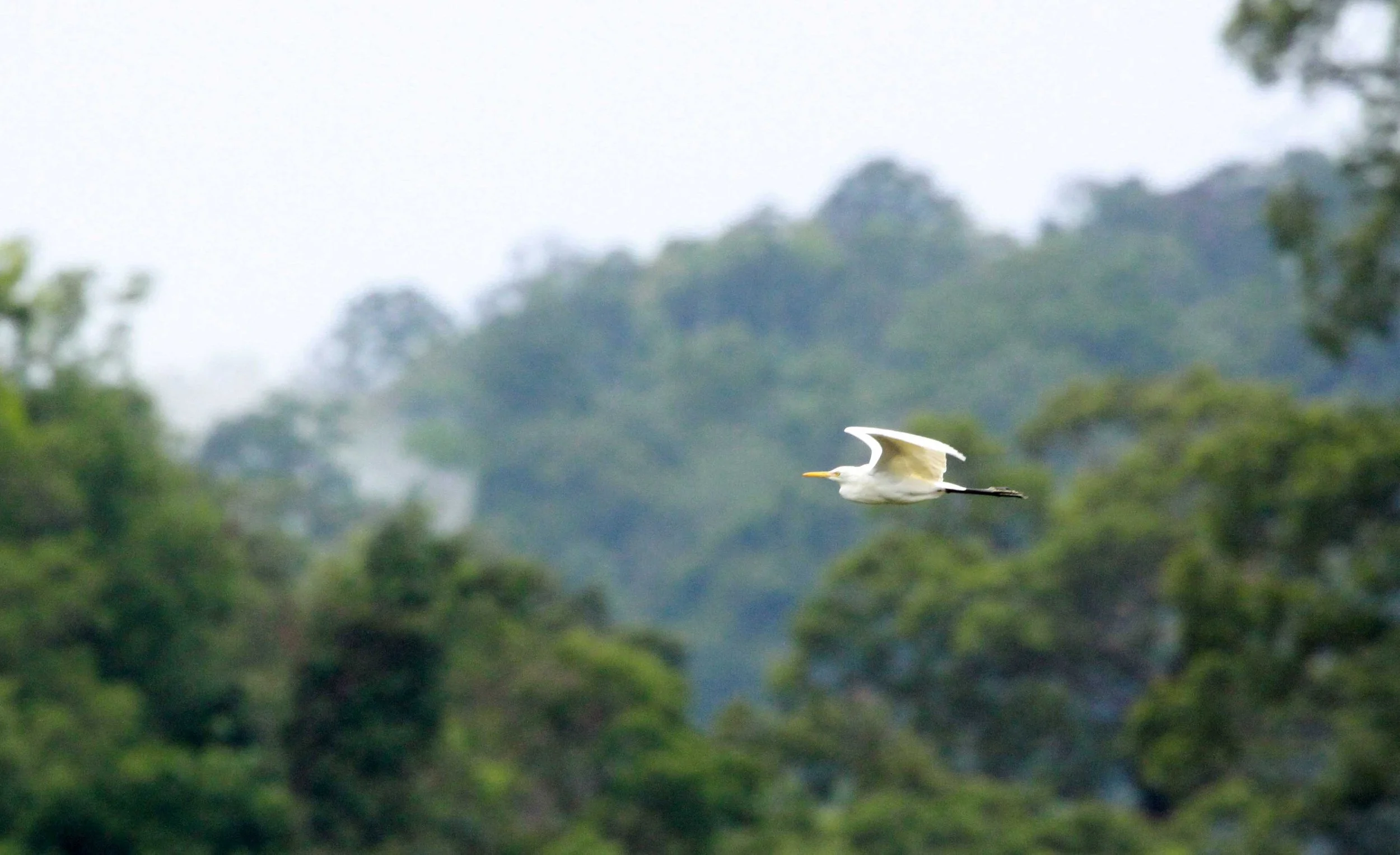 EGRET - INTERMEDIATE EGRET - EGRET - Mesophoyx intermedia - CAT TIEN NATIONAL PARK VIET NAM (1).JPG