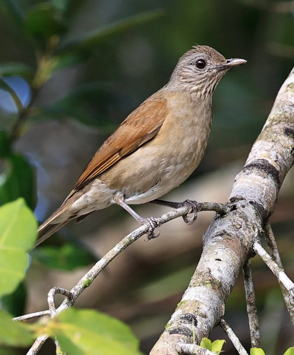 Pale-breasted Thrush (Turdus leucomelas) Superagui National Park, Brazil (2).jpg
