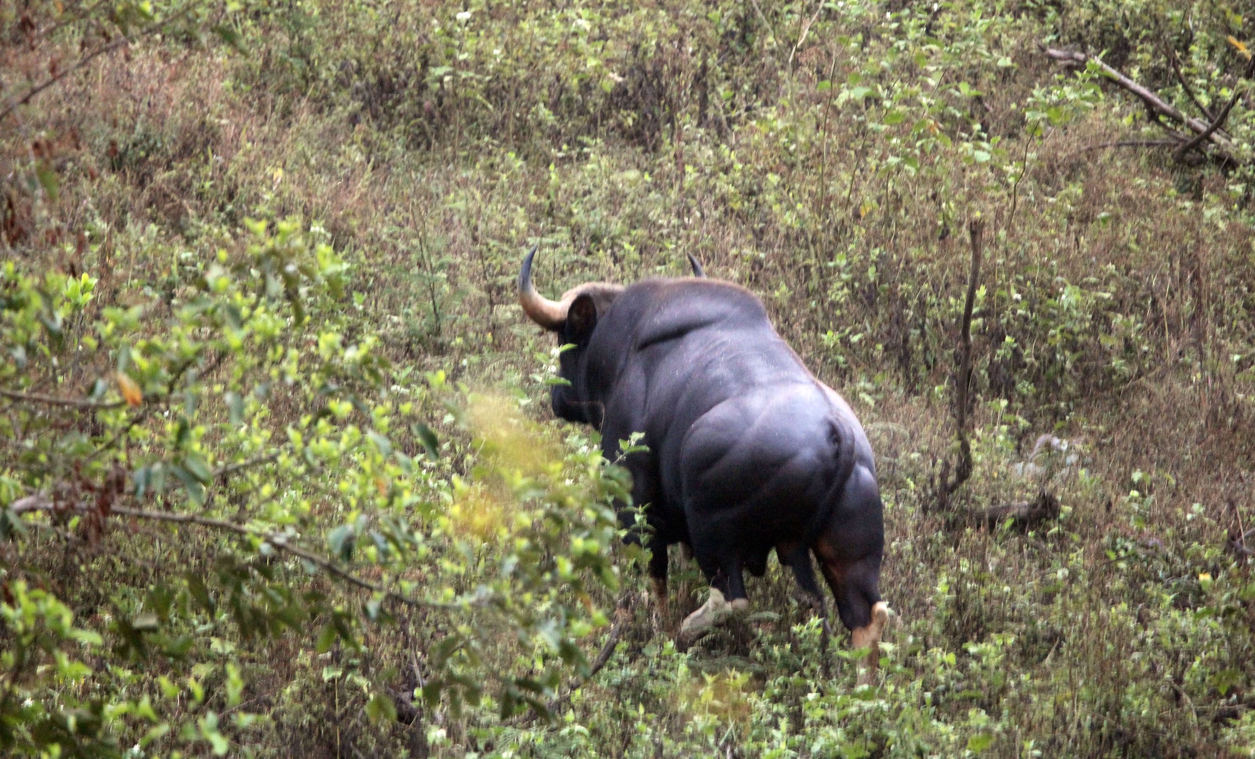 GAUR - SOUTHEAST ASIAN GAUR - Bos gaurus laosiensis - KHAO PANG MA NONHUNTING AREA THAILAND RAW (188).JPG