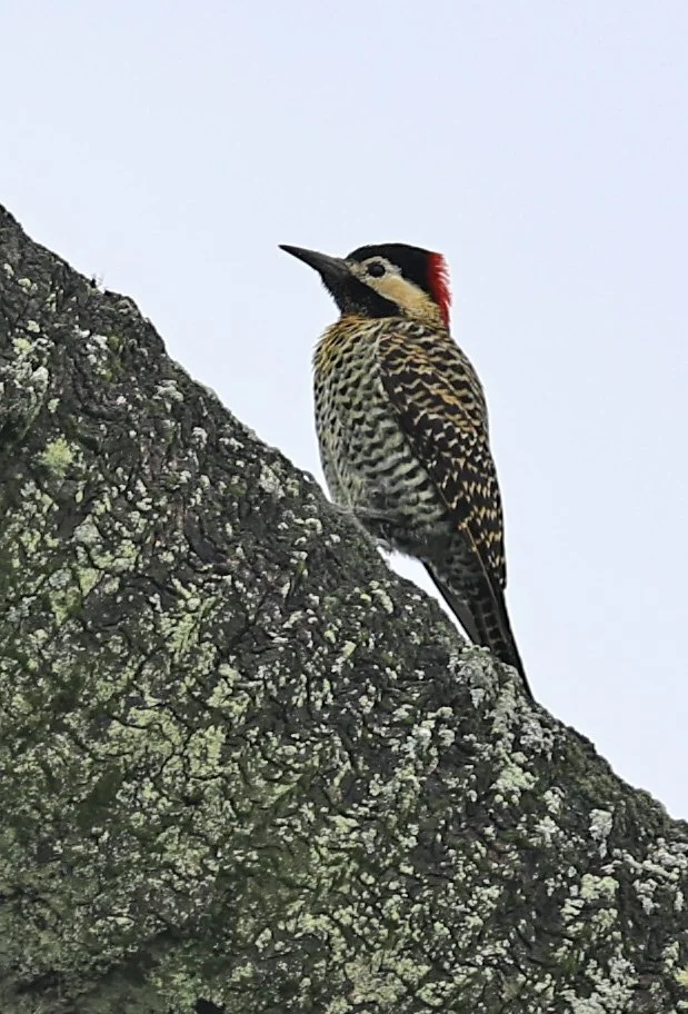 Green-barred Woodpecker (Colaptes melanochloros) El Palmar National Park, Entre Rios, Argentina (3).jpg