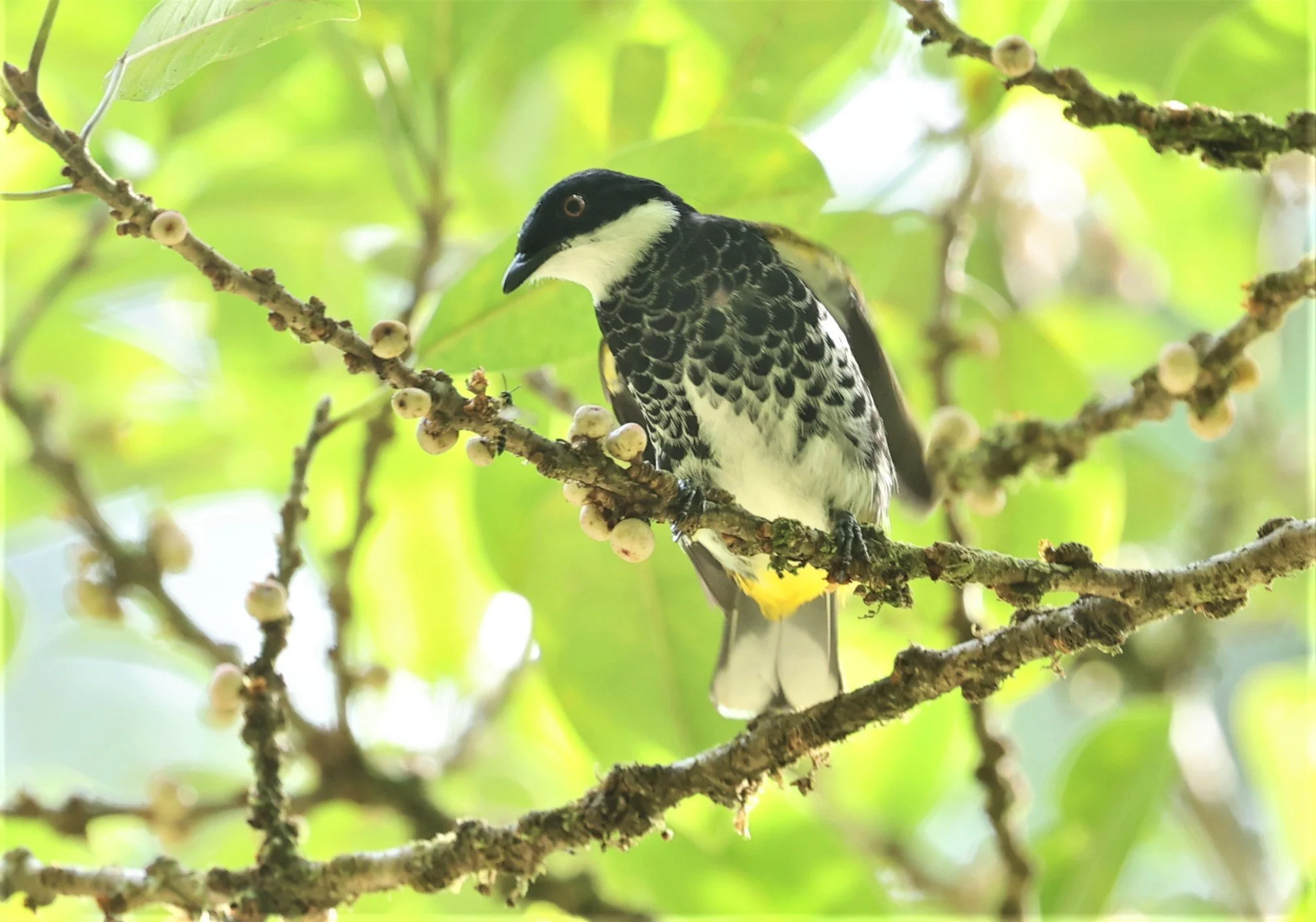 BULBUL - SCALY-BREASTED BULBUL - Ixodia squamata - HALA BALA WILDLIFE SANCTUARY APRIL 2022 (19).jpg