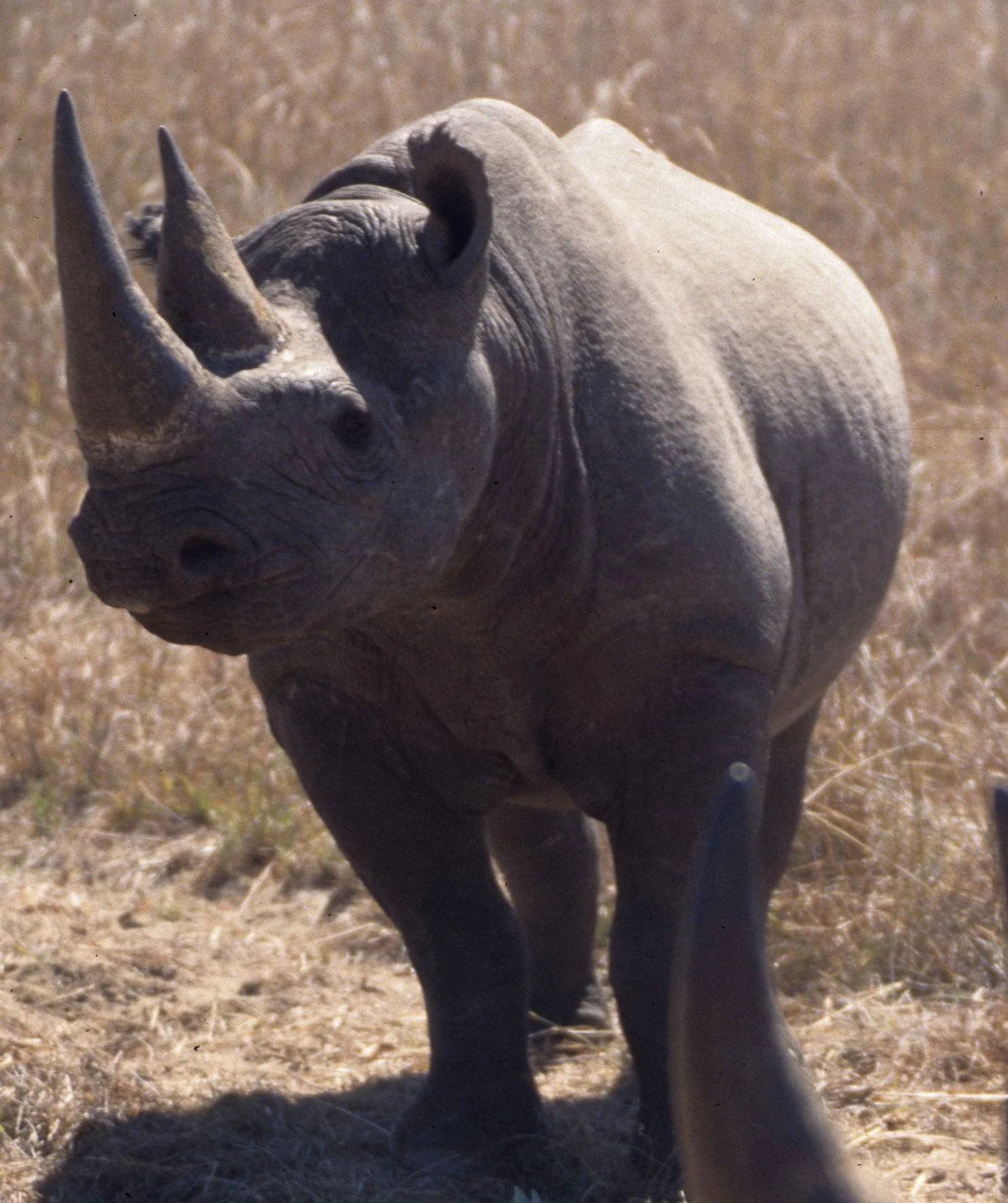 RHINO- BLACK - ZIMBABWE 20A.jpg