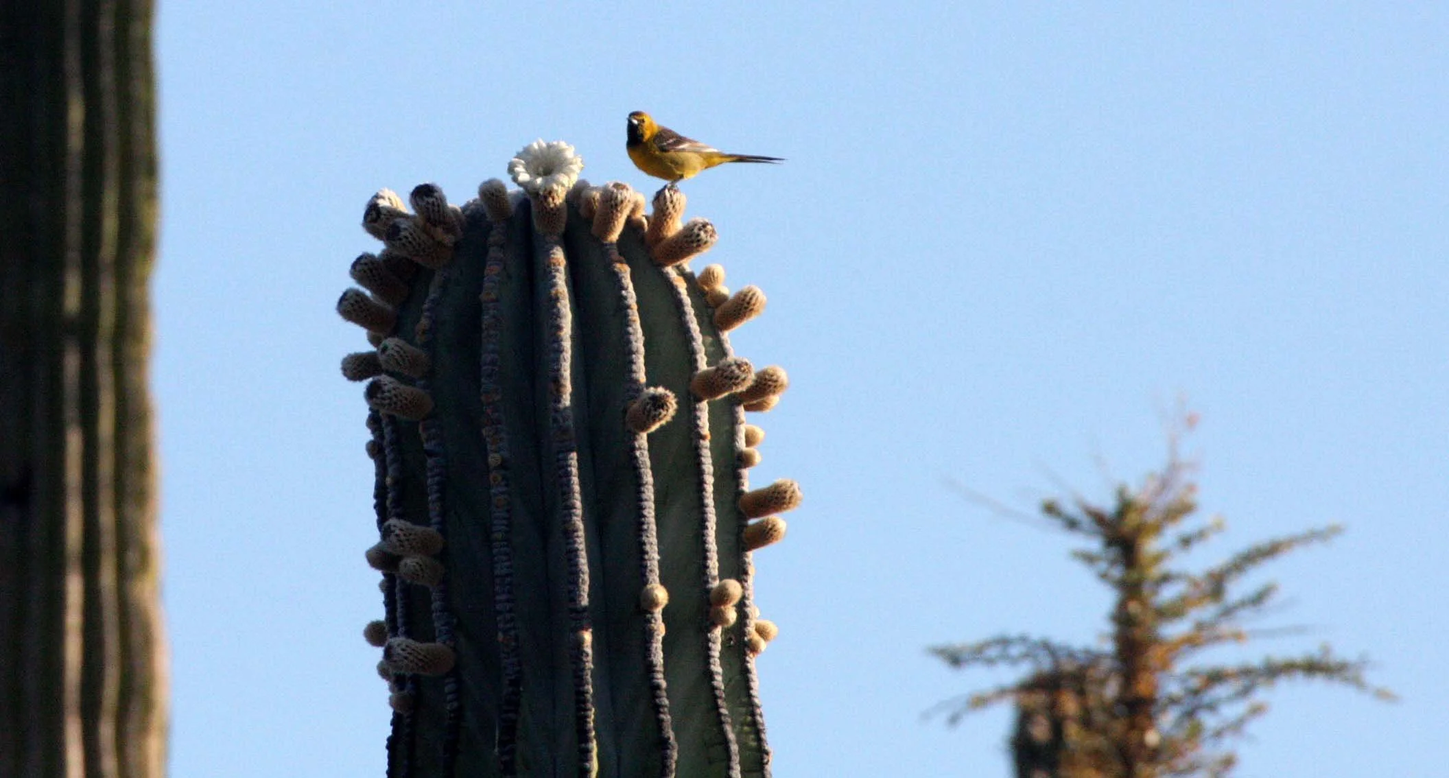 American Goldfinch (Spinus tristis) Catavina Desert, Baja Mexico (4).JPG