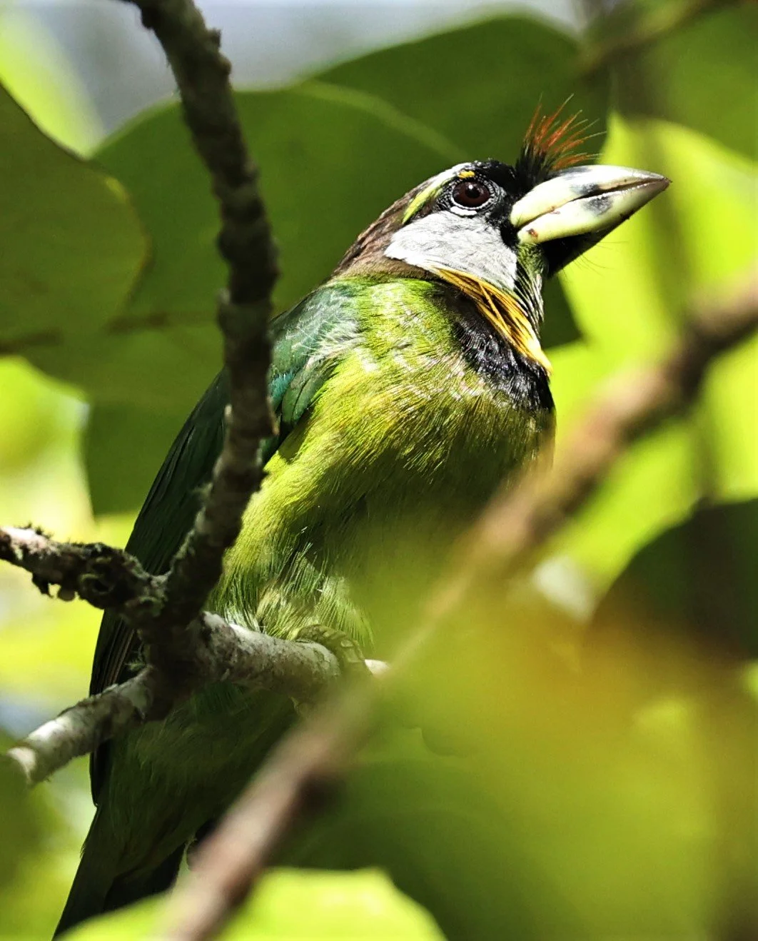 Psilopogon pyrolophus - FIRE-TUFTED BARBET - FRASER'S HILL, MALAYSIA JUNE 2022 (56).jpg