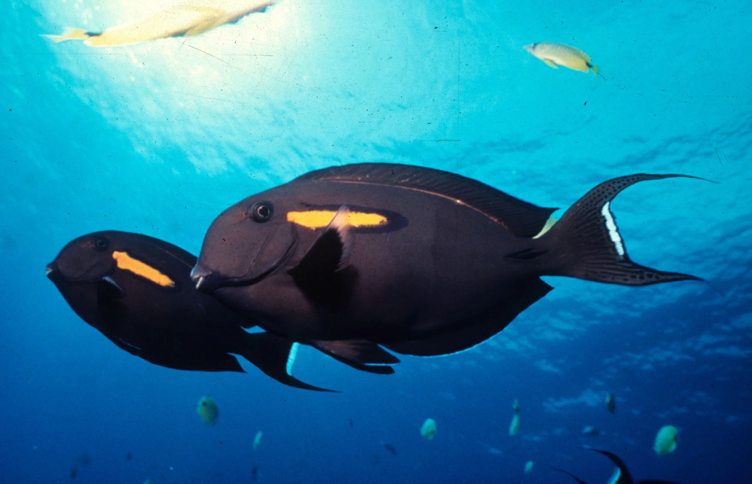 FISH - TROPICAL FISH - HAWAII (6).jpg