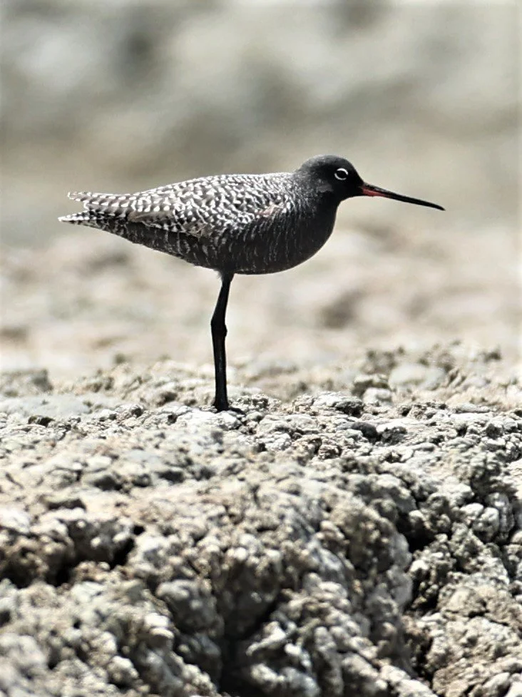 REDSHANK - SPOTTED REDSHANK - Tringa erythropus - CHACHOENGSAO SALT PONDS SALT CAFE MAY 7 2022 (75).jpg