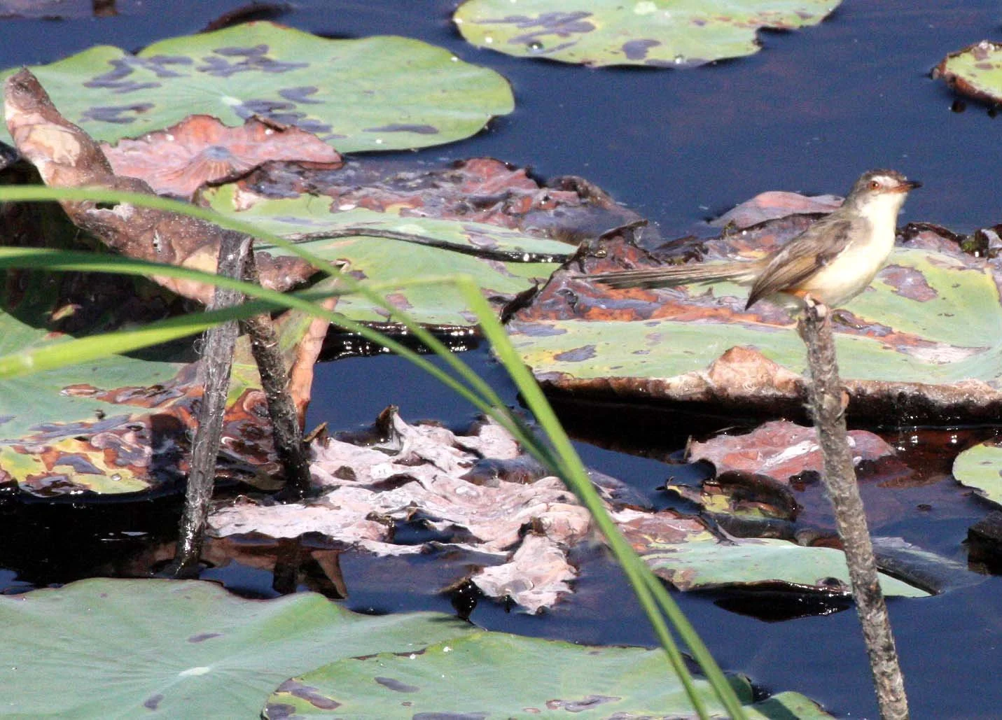 BIRD - PRINIA - PLAIN PRINIA - CONFIRM ID - KHAO SAM ROI YOT THAILAND (4).JPG