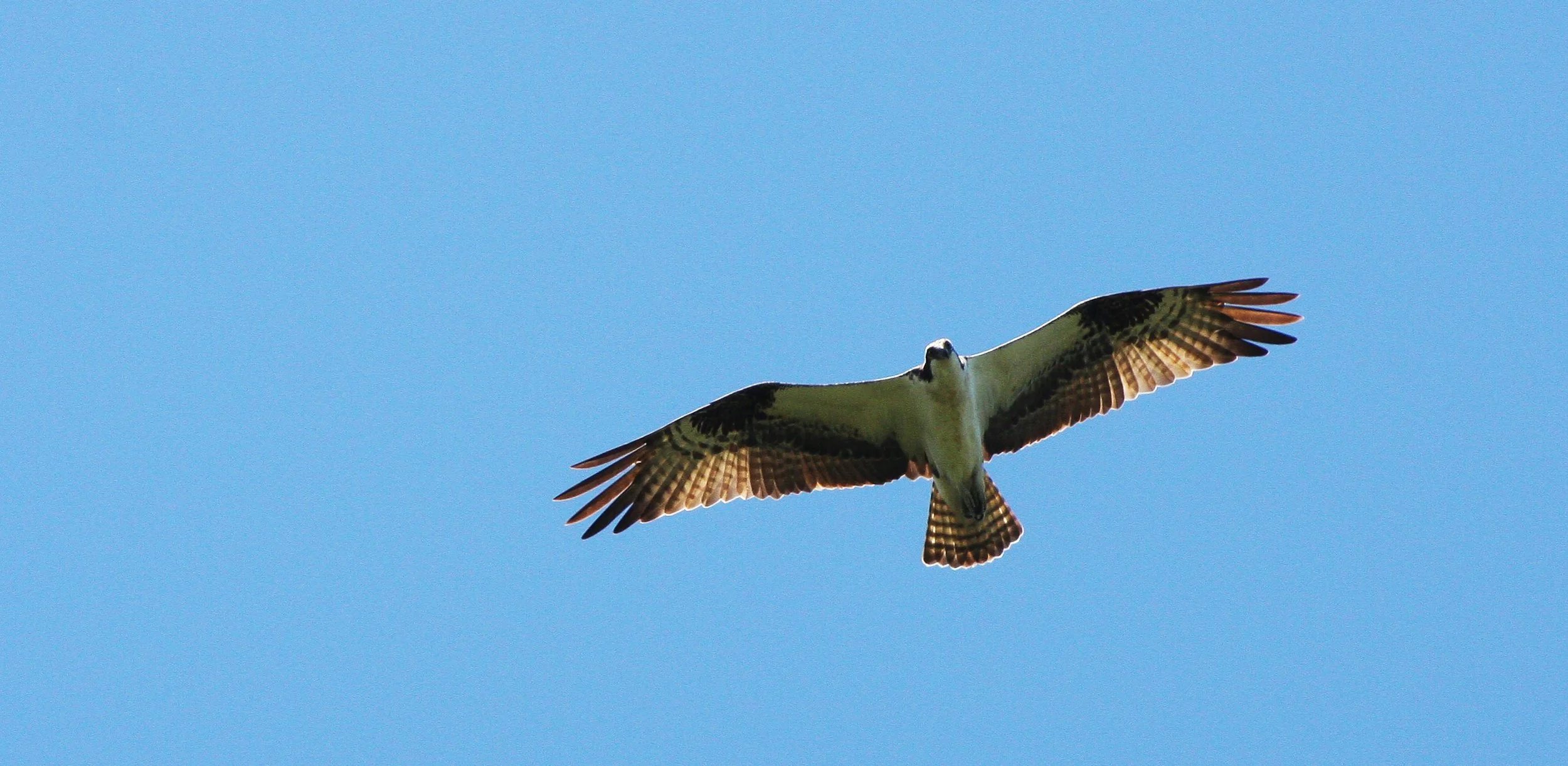 Pandion haliaetus - OSPREY - RIDGEFIELD NWR WA (4).JPG