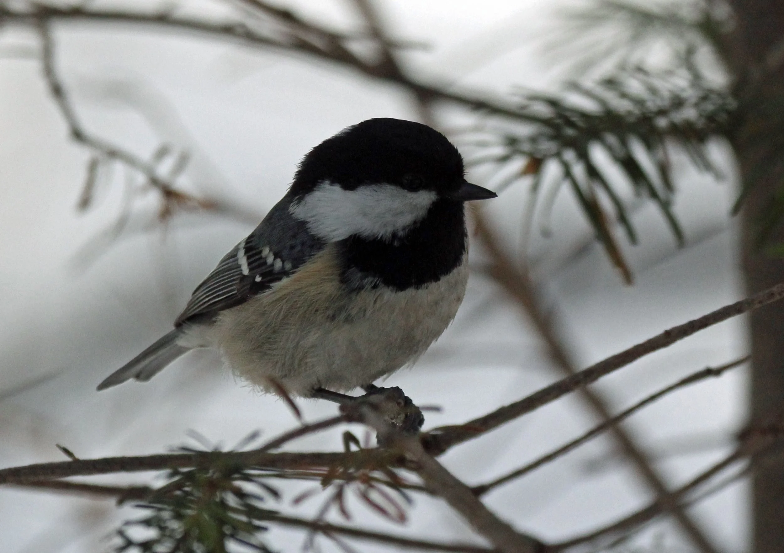 Coal Tit (Periparus ater) Kinohiroba Park, Abashiri, Hokkaido Japan (2).JPG